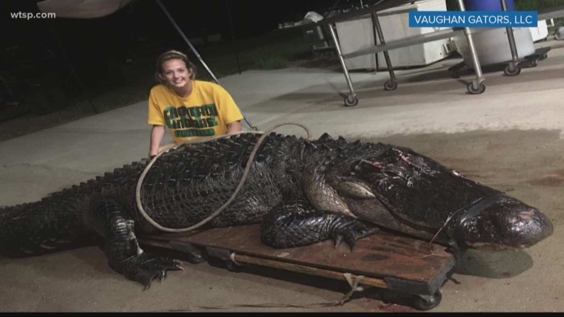 Trappers caught a massive gator earlier this month after it was hit by a semi on Interstate 10.