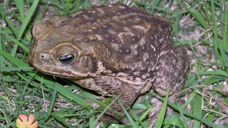 are southern toads poisonous to dogs