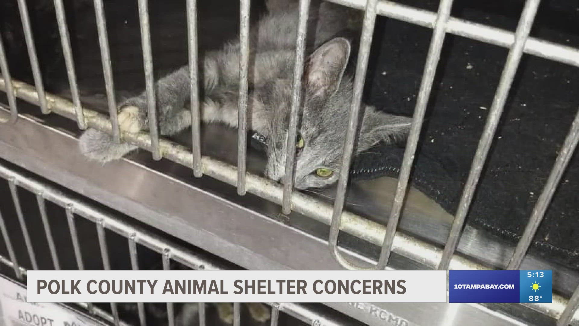 The kennels showed lethargic kittens covered in feces with glazed-over eyes. The shelter says the kennels don't have air conditioning, but do have fans.