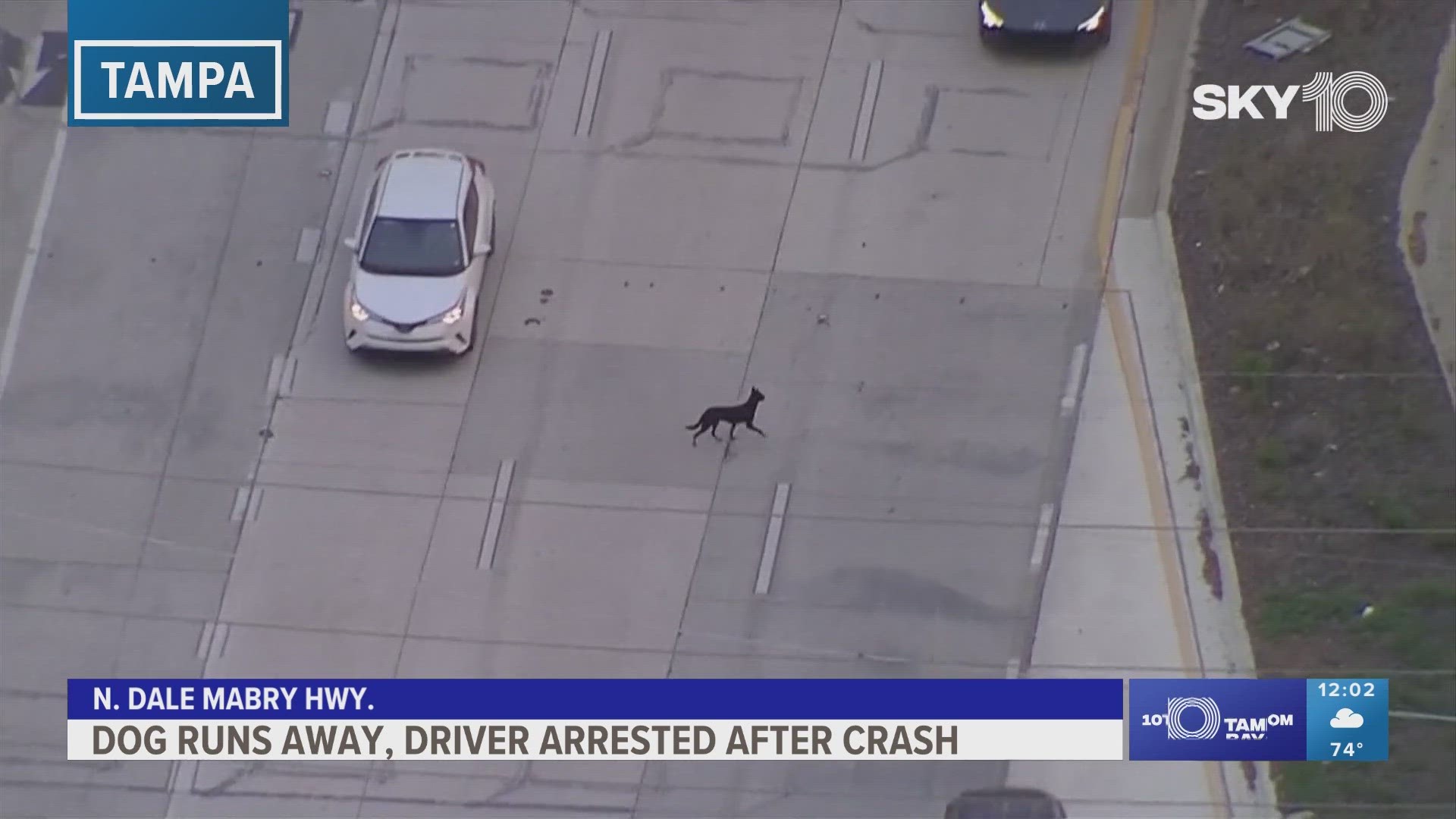 Sky 10 video captured a dog running through nearby plaza parking lots and into oncoming traffic.