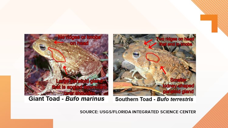 Bufo toads, coral snakes, oh my! Poisonous reptiles emerge after recent ...