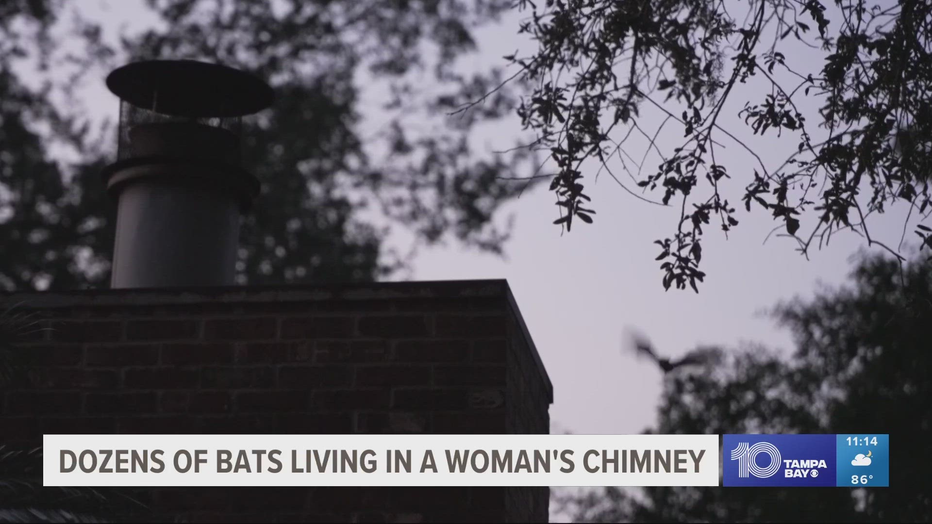 One Hillsborough County woman has dozens of bats living in her chimney, but according to FWC, she can't relocate them until mid August.