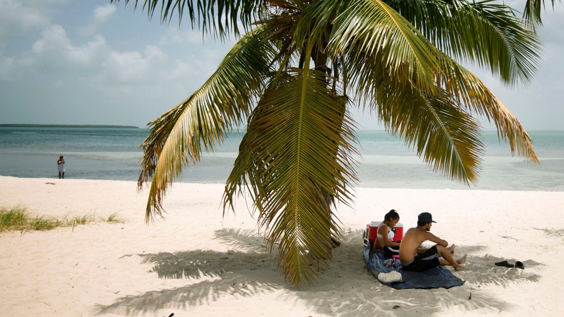 Invasive disease threatens Florida's famous palm trees