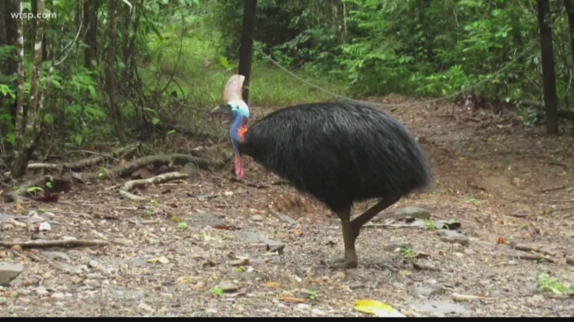 A Cassowary is considered one of the world's most dangerous birds. https://on.wtsp.com/2Uf2eeZ
