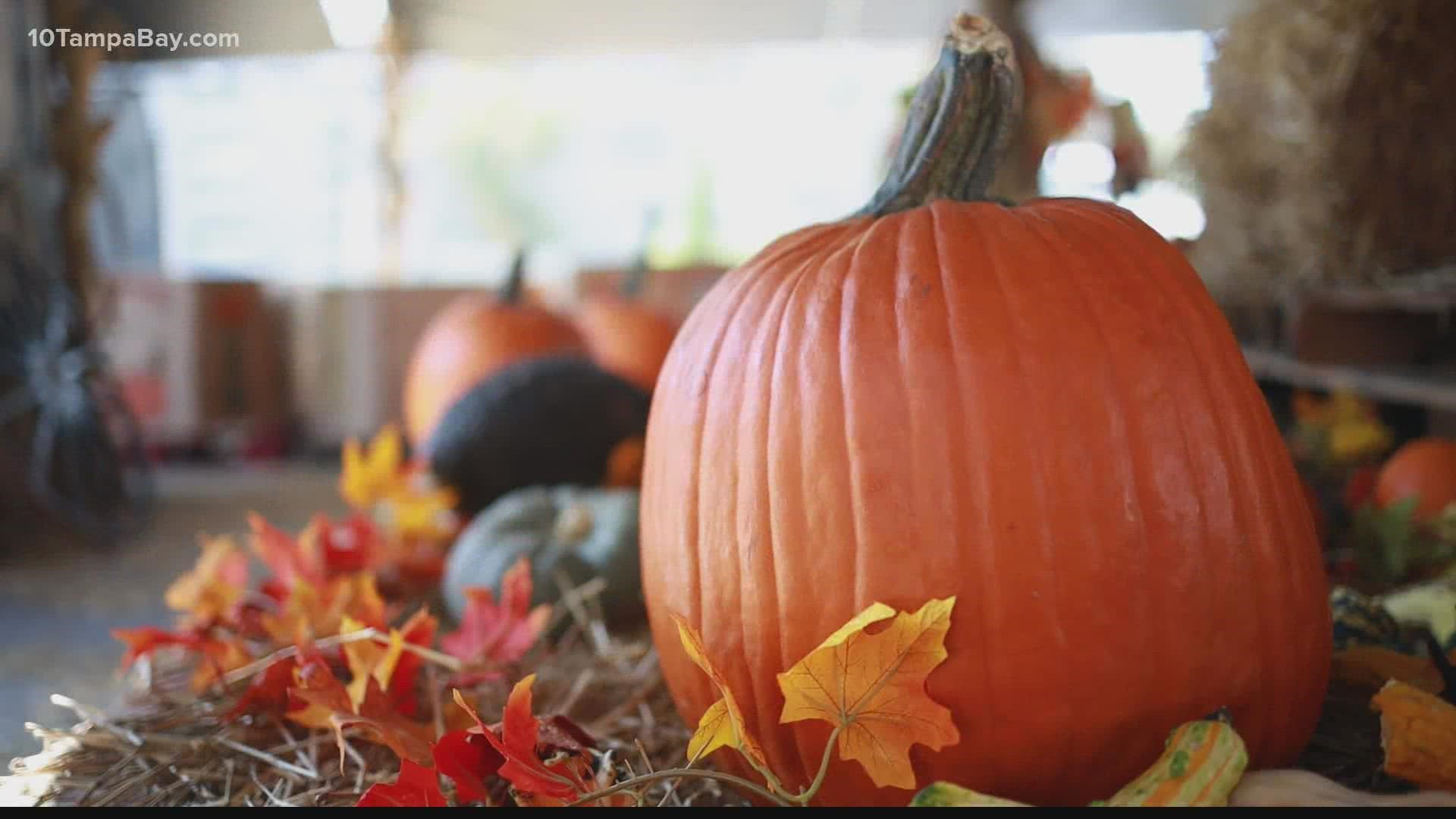 These pumpkin patches are bringing the fall to Florida.