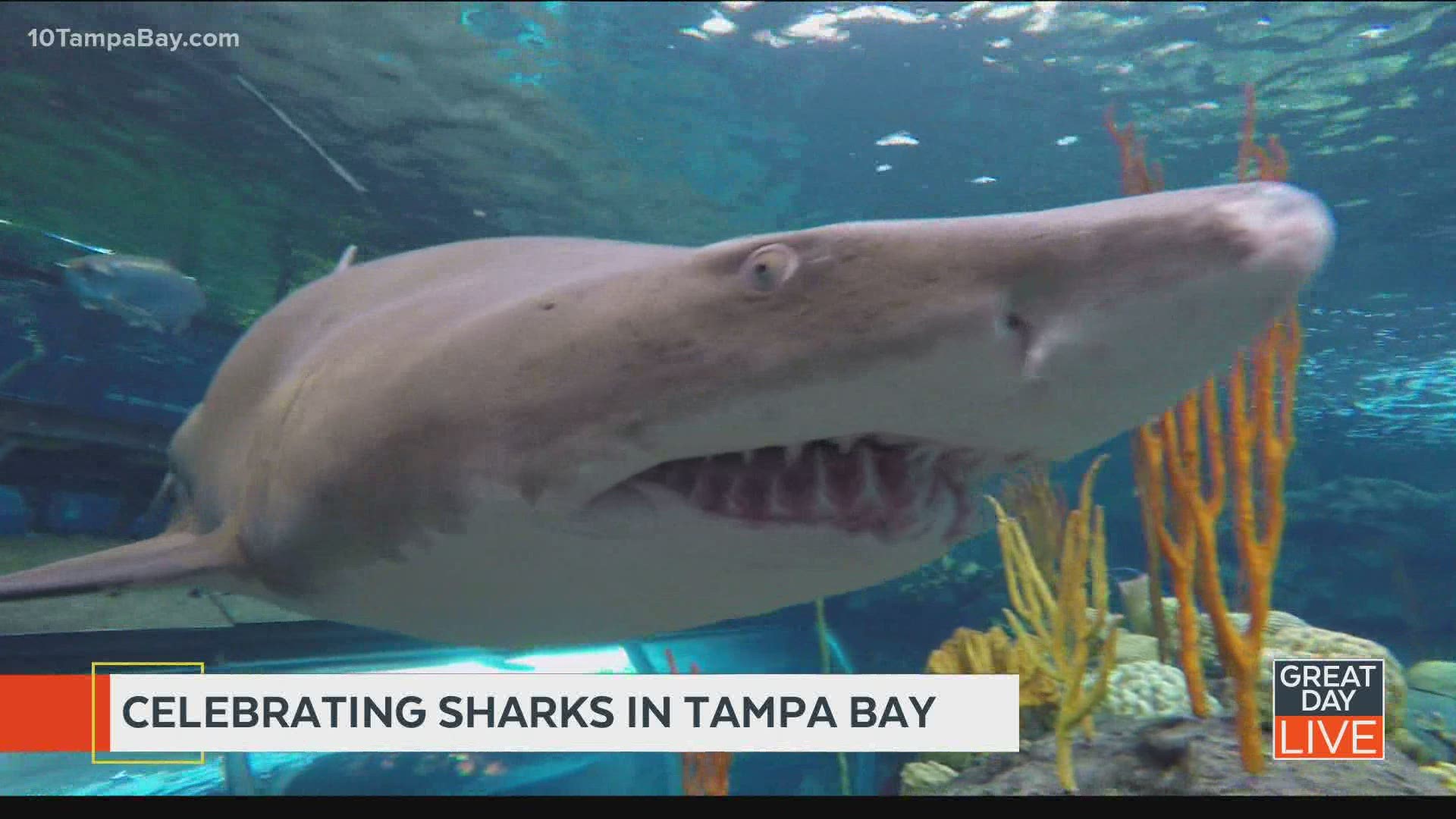 Celebrating sharks in Tampa Bay