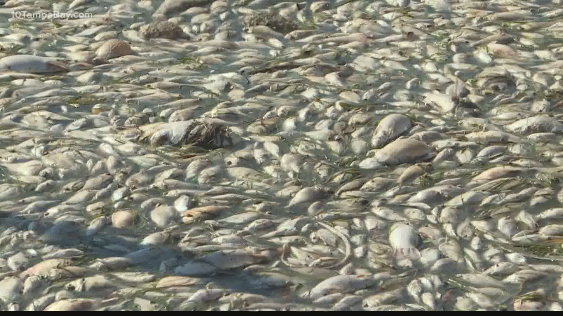 FWC says dead fish and respiratory irritation have been reported in southwest Florida.
