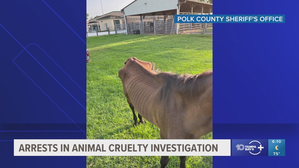 Deputies: Horses, other animals living in 'deplorable conditions ...
