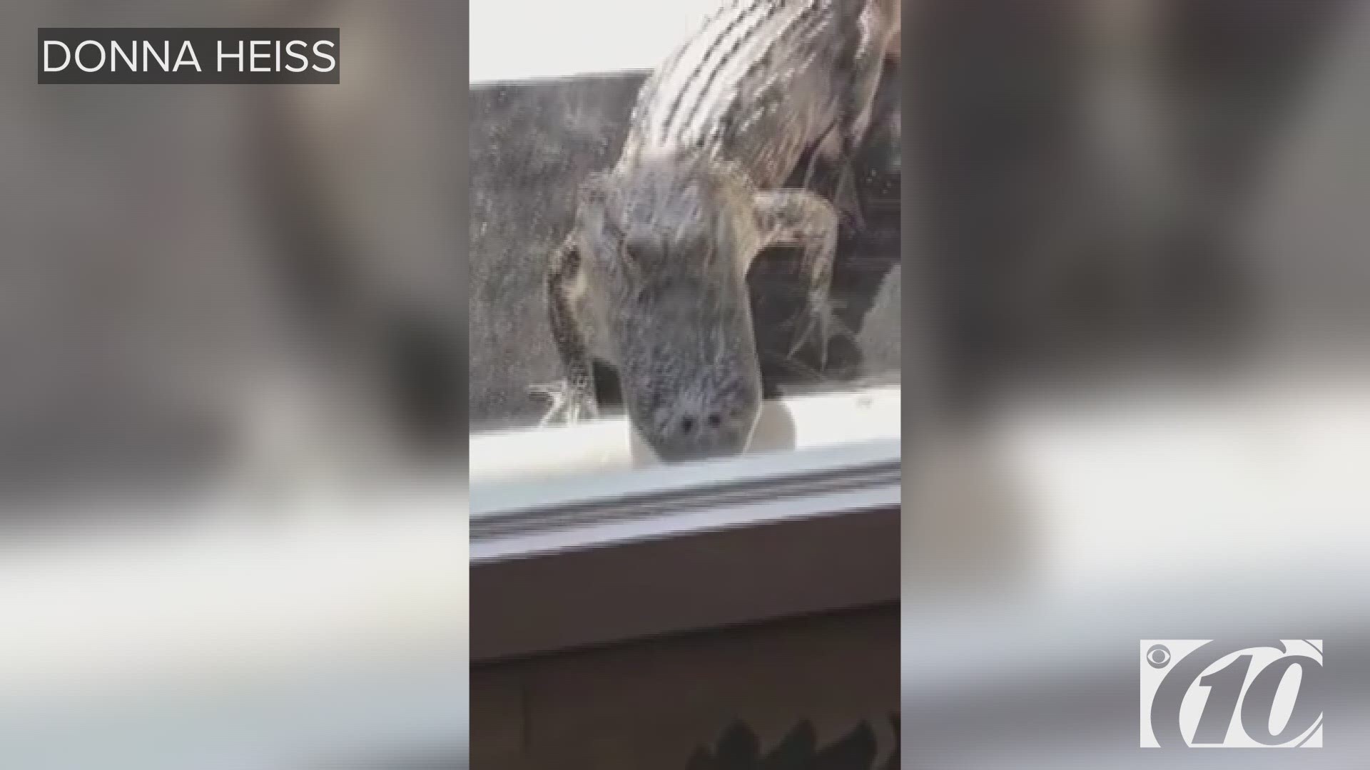 The alligator was between 7 and 8 feet long. https://on.wtsp.com/2UX8LjV