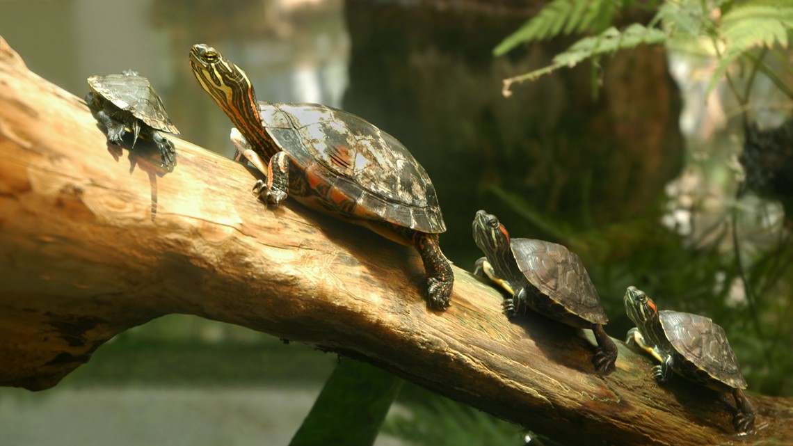 Brevard County man threatens to unleash an army of turtles to cause ...