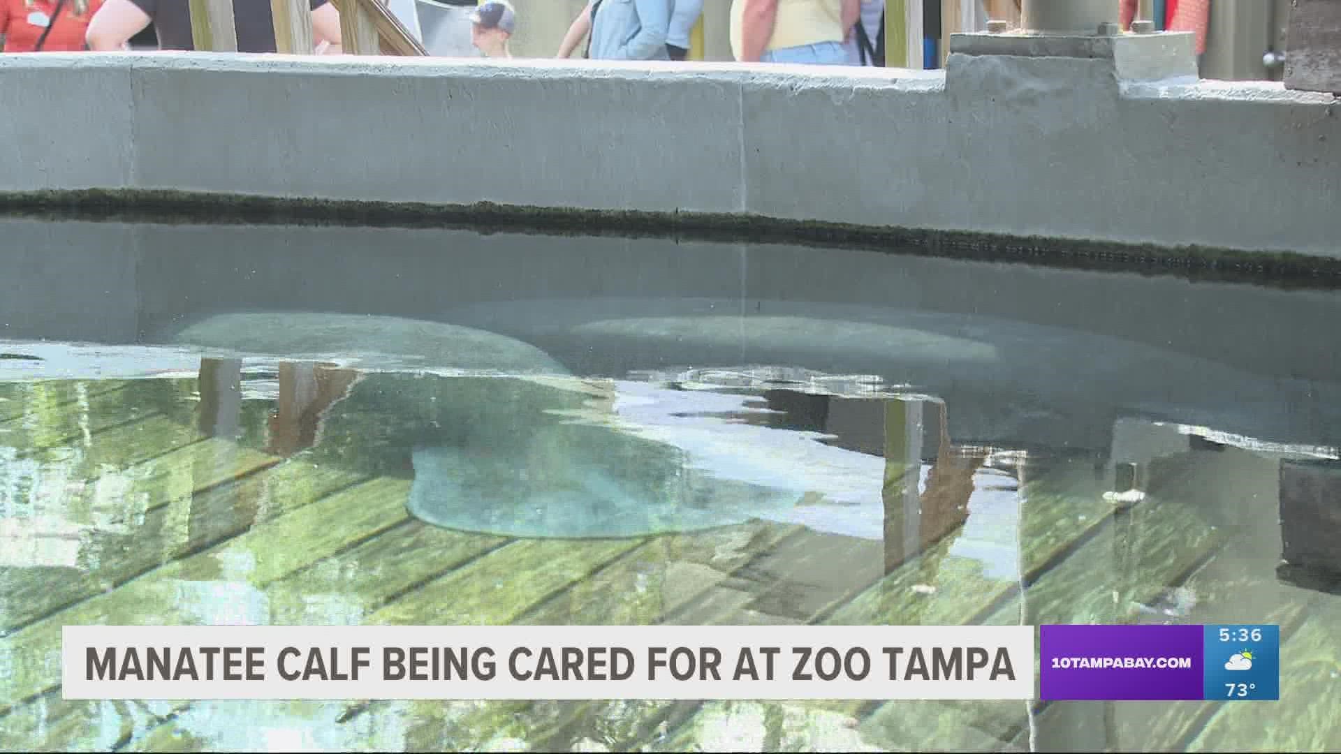 The calf has been placed with other manatees of similar age, ZooTampa said.