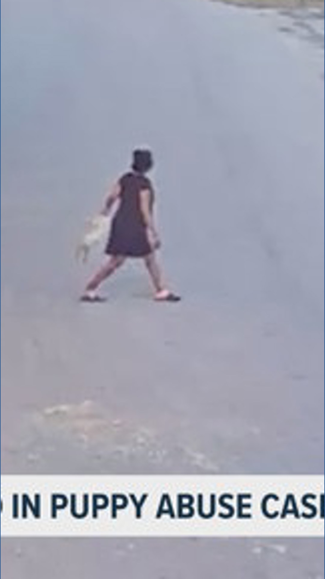 Woman faces 6 animal cruelty charges for throwing, kicking 1-year-old ...
