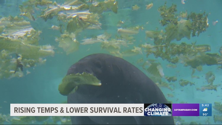 Rising temperatures impacting animals', marine ecosystems' survival rate