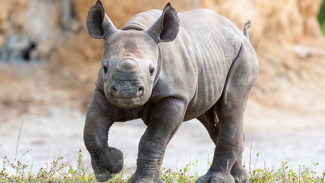 Endangered black rhino born at Zoo Miami | wtsp.com