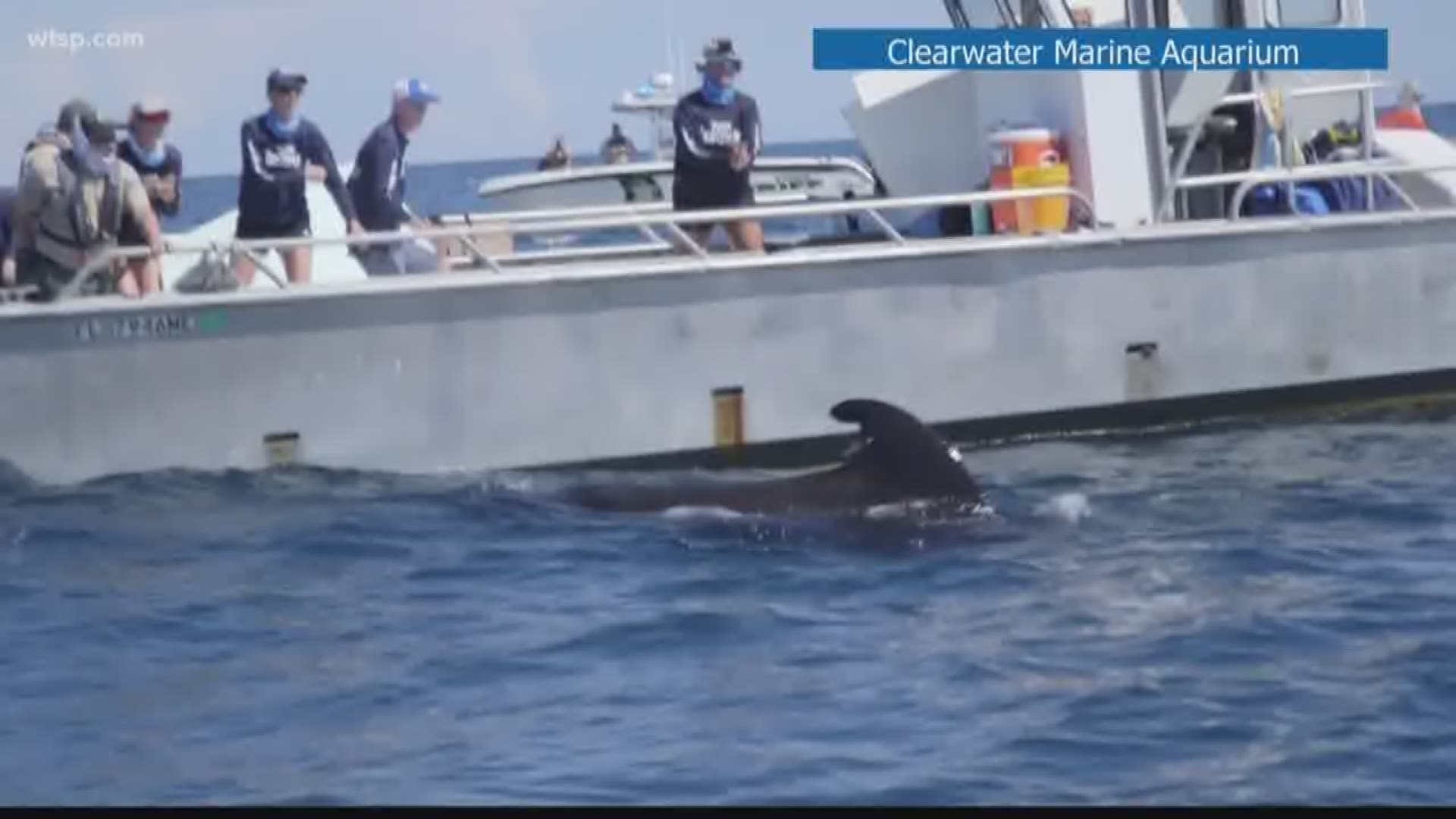 Clearwater Marine Aquarium crews released the two whales that were rescued after they were stranded earlier this week on Redington Beach. Crews transferred the pilot whales from vans to a large boat on Thursday morning. Clearwater Marine Aquarium CEO David Yates said crews made the decision to release the two whales after seeing the path of the other three whales who continue to head in a positive direction away from the coast. The 5 whales had beached themselves Monday.