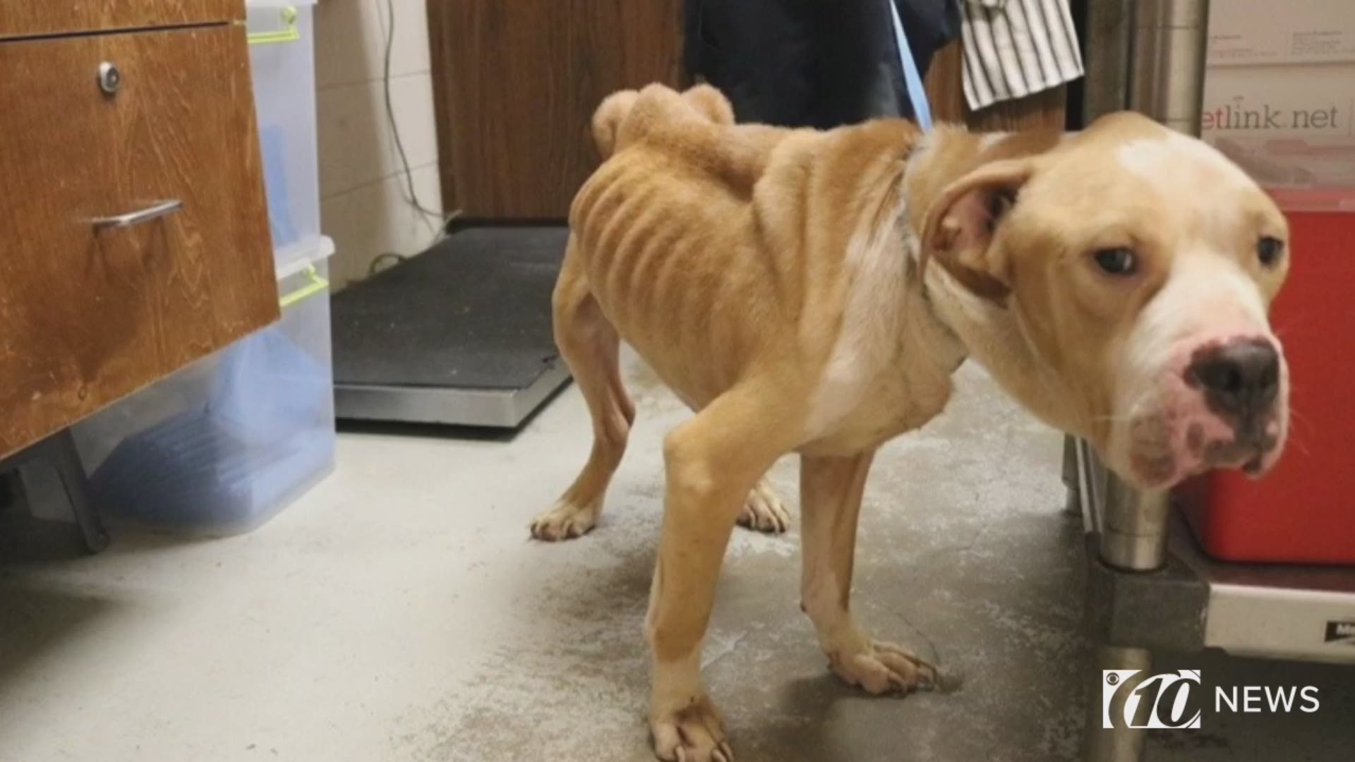 Florida dog found to just its skin and bones | 10News WTSP | wtsp.com