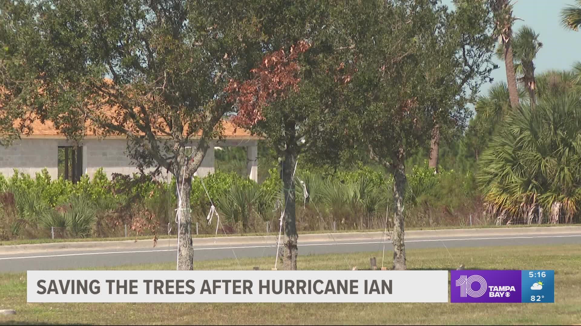 Thousands of trees across Florida were toppled by Hurricane Ian.