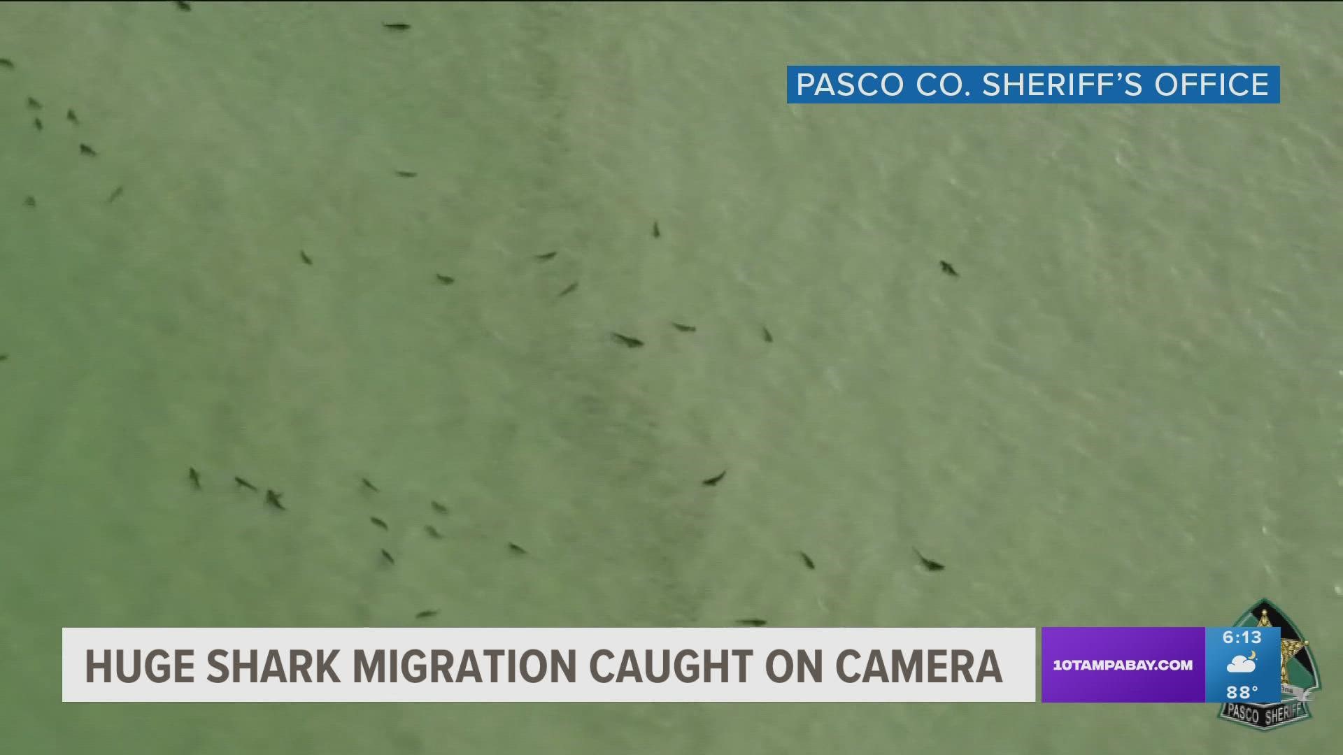 Deputies are reminding swimmers of shark danger after sharing aerial footage showing a huge number of black tipped reef sharks.