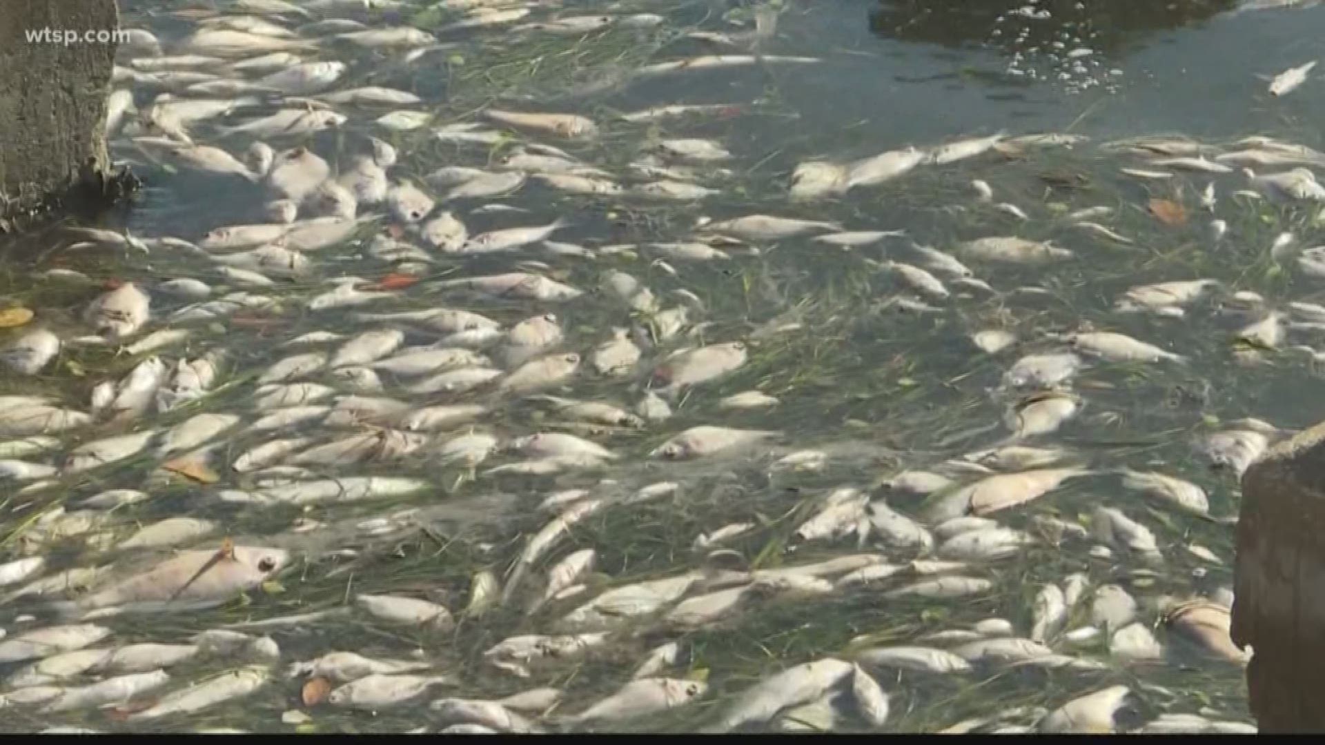 Thousands of snook are being released on the Gulf Coast of Florida. The fish are tagged so scientists can track if red tide returns and how the fish react to it.