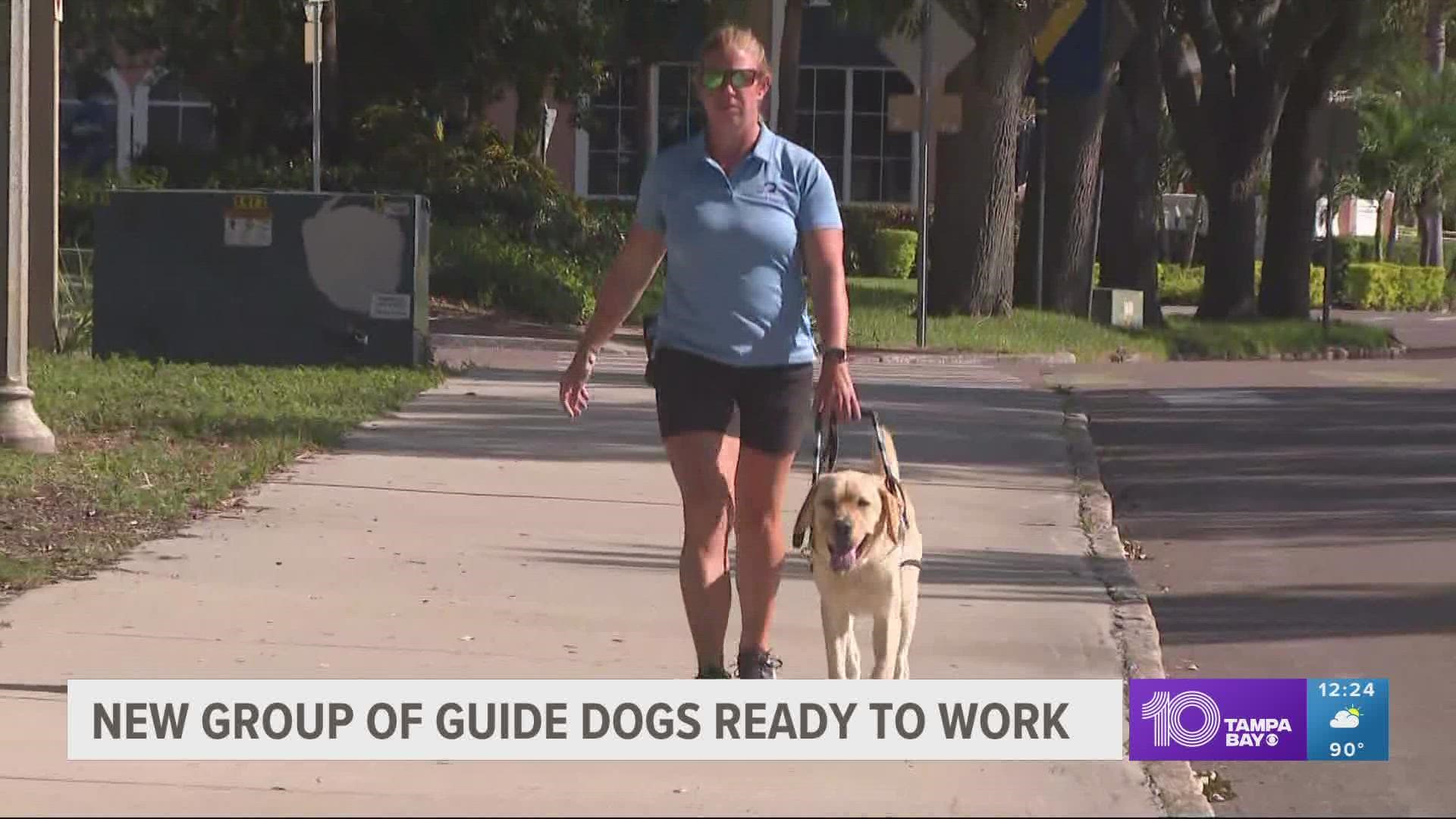 Guide dog trainers harnessed their dogs and simulated real-life working conditions with a blind match.