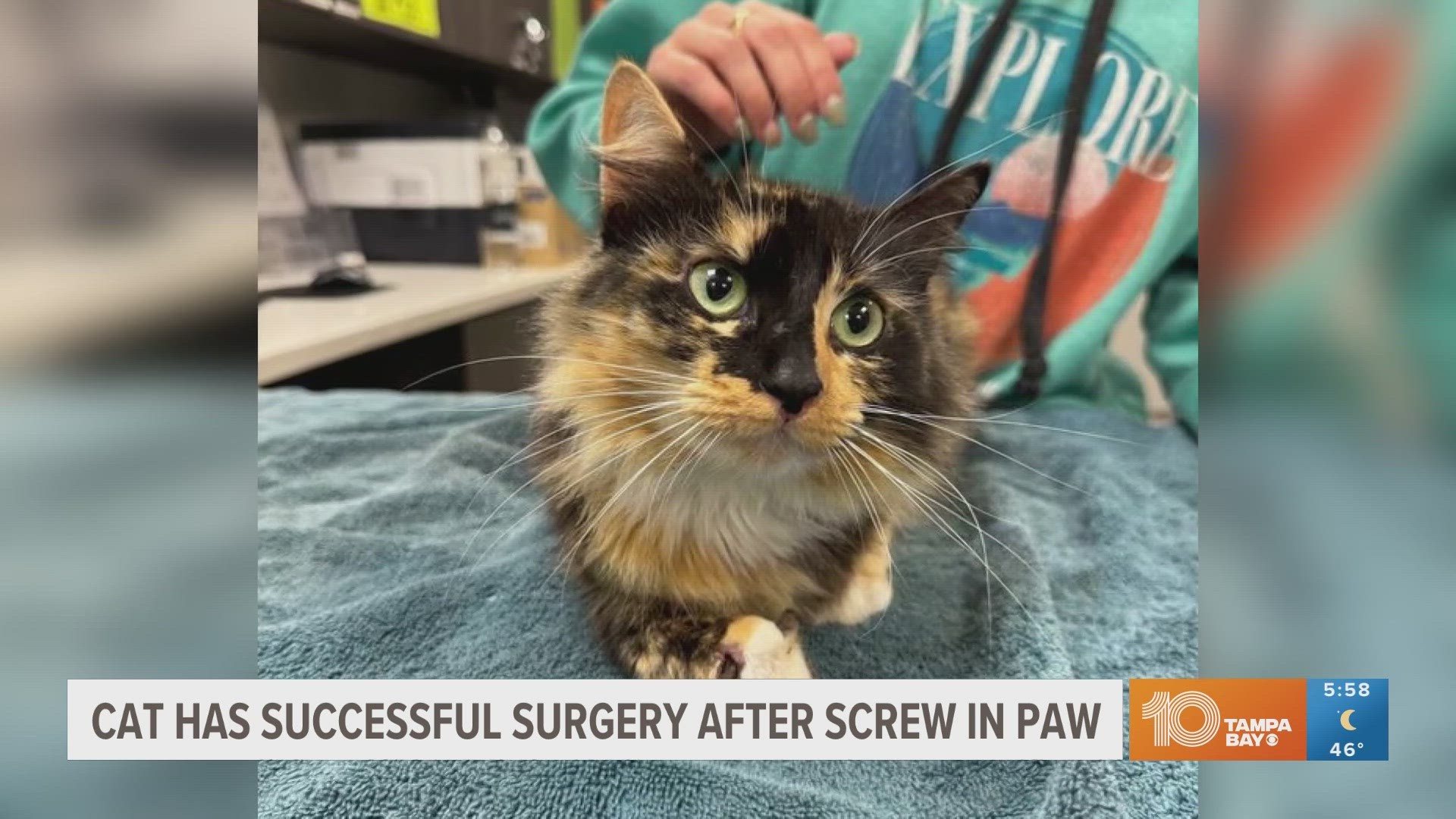 The cat, named Daisy, underwent a successful surgery to remove the screw.