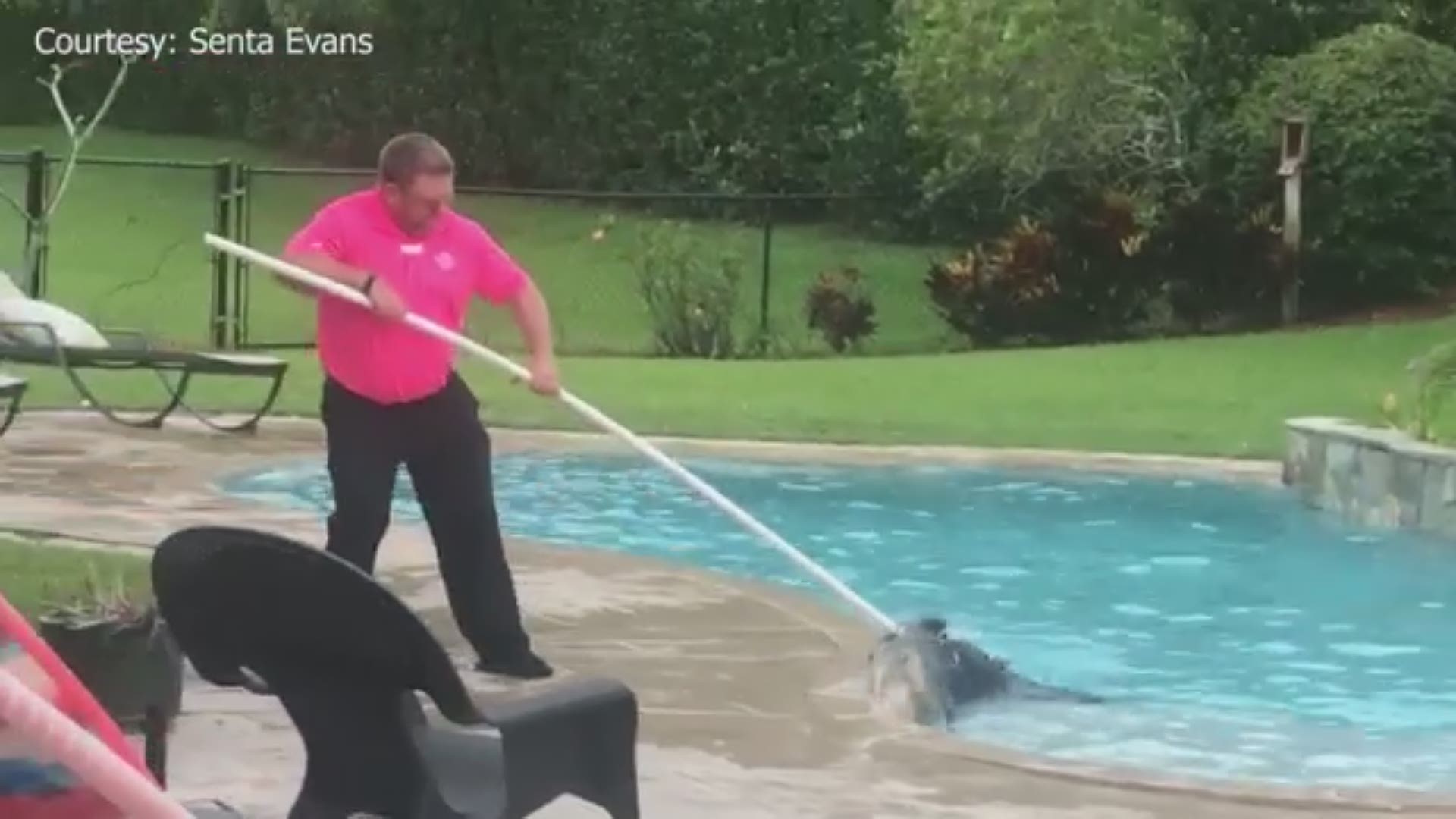 Senta Evans took this video of an alligator being removed from her swimming pool.