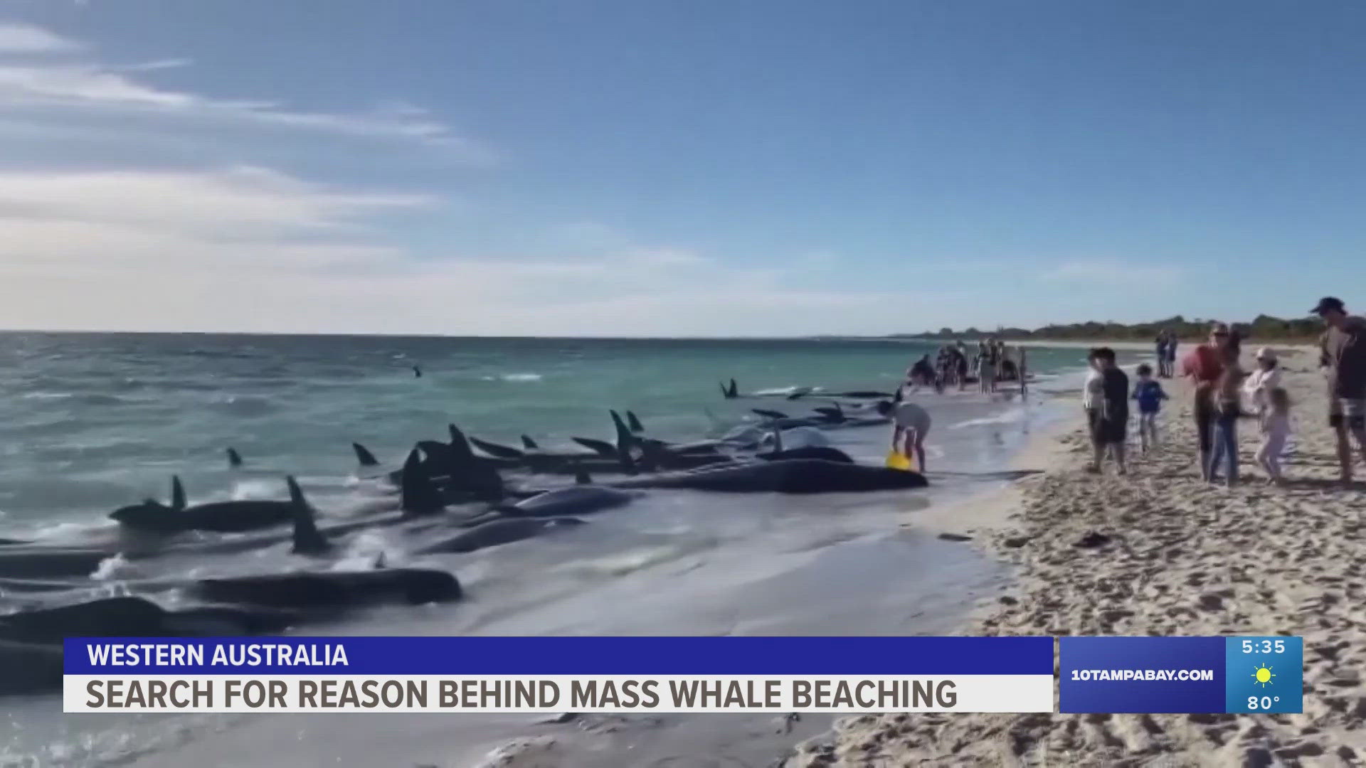 It’s not always clear why whales beach themselves, but experts believe injuries and illnesses to one or more animals in the pod could contribute to the phenomenon.