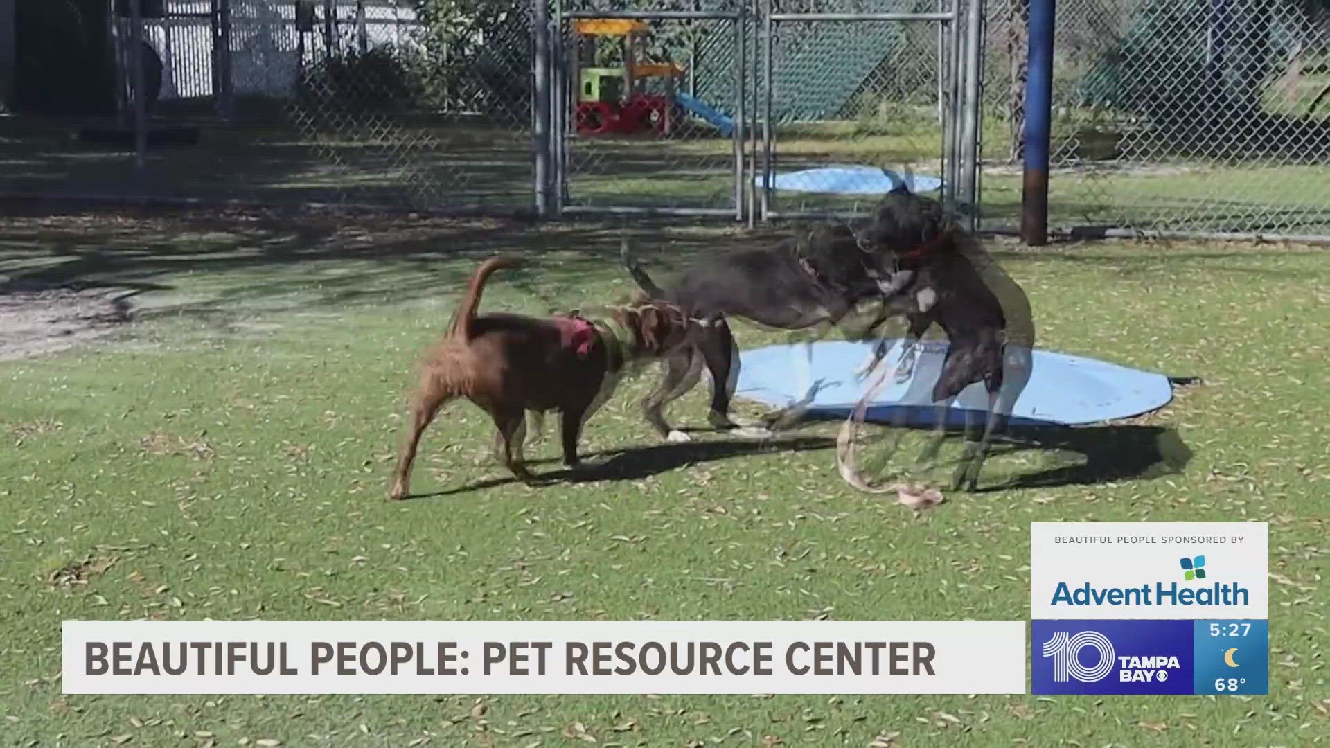 A call to action for more fosters, volunteers and adoptions at the local animal shelter. A free adoption event is happening this weekend.