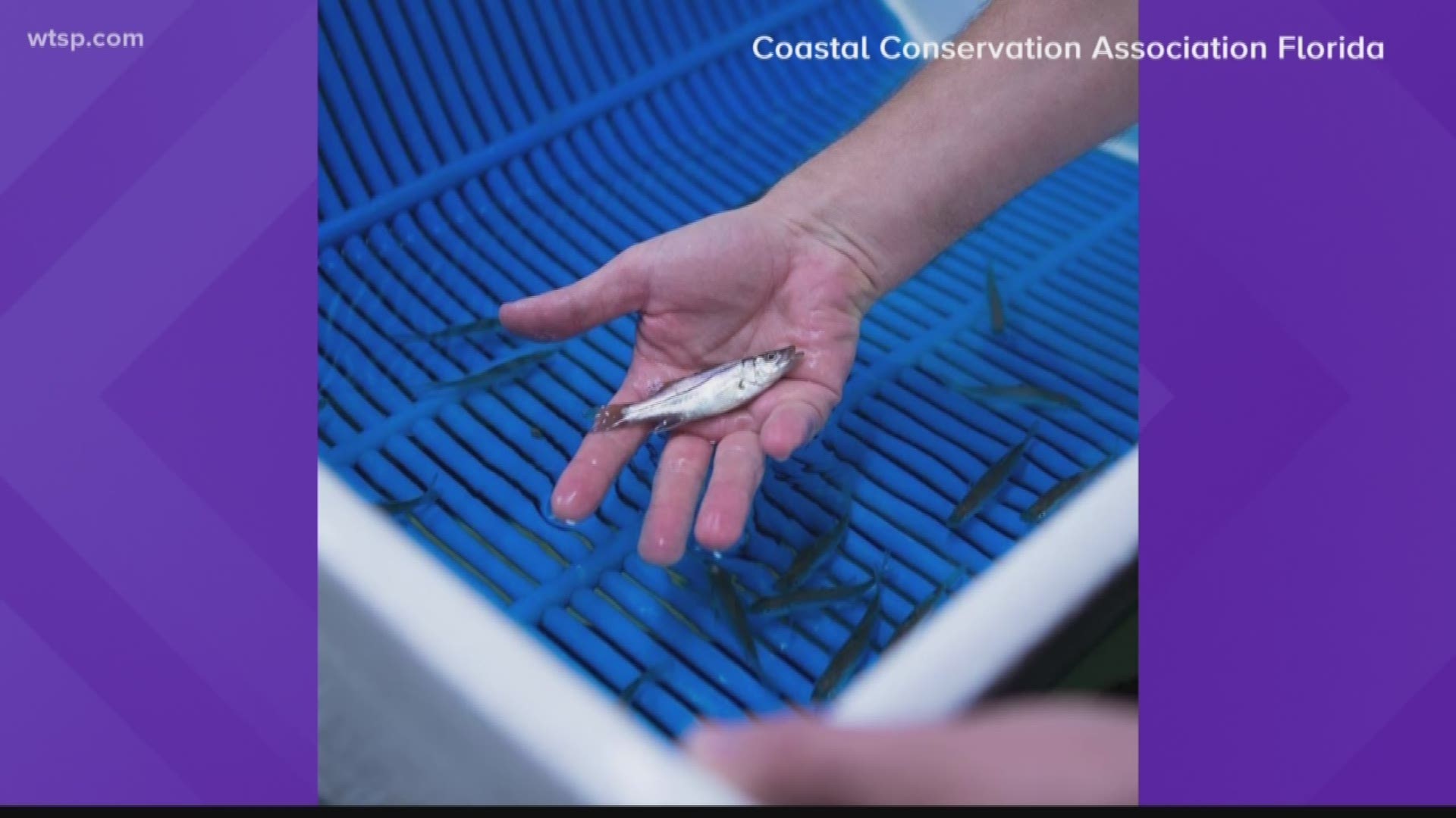 More than 16,000 young and adult redfish are slated for release into the Gulf of Mexico and Tampa Bay after one of the worst outbreaks of red tide killed hundreds of thousands of tons of marine life.