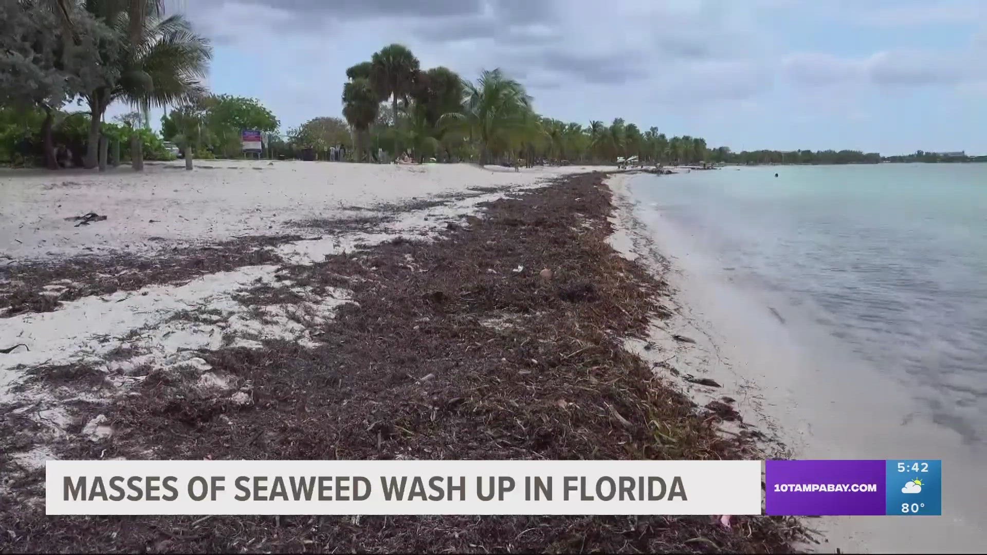 Giant blob of seaweed washing ashore east coast of Florida