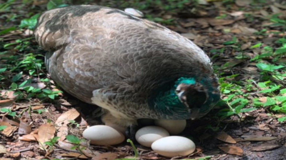 Tampa school captures photo of peacock laying eggs on Mother's Day
