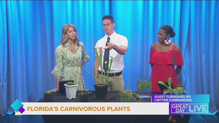 Carnivorous plant nursery
