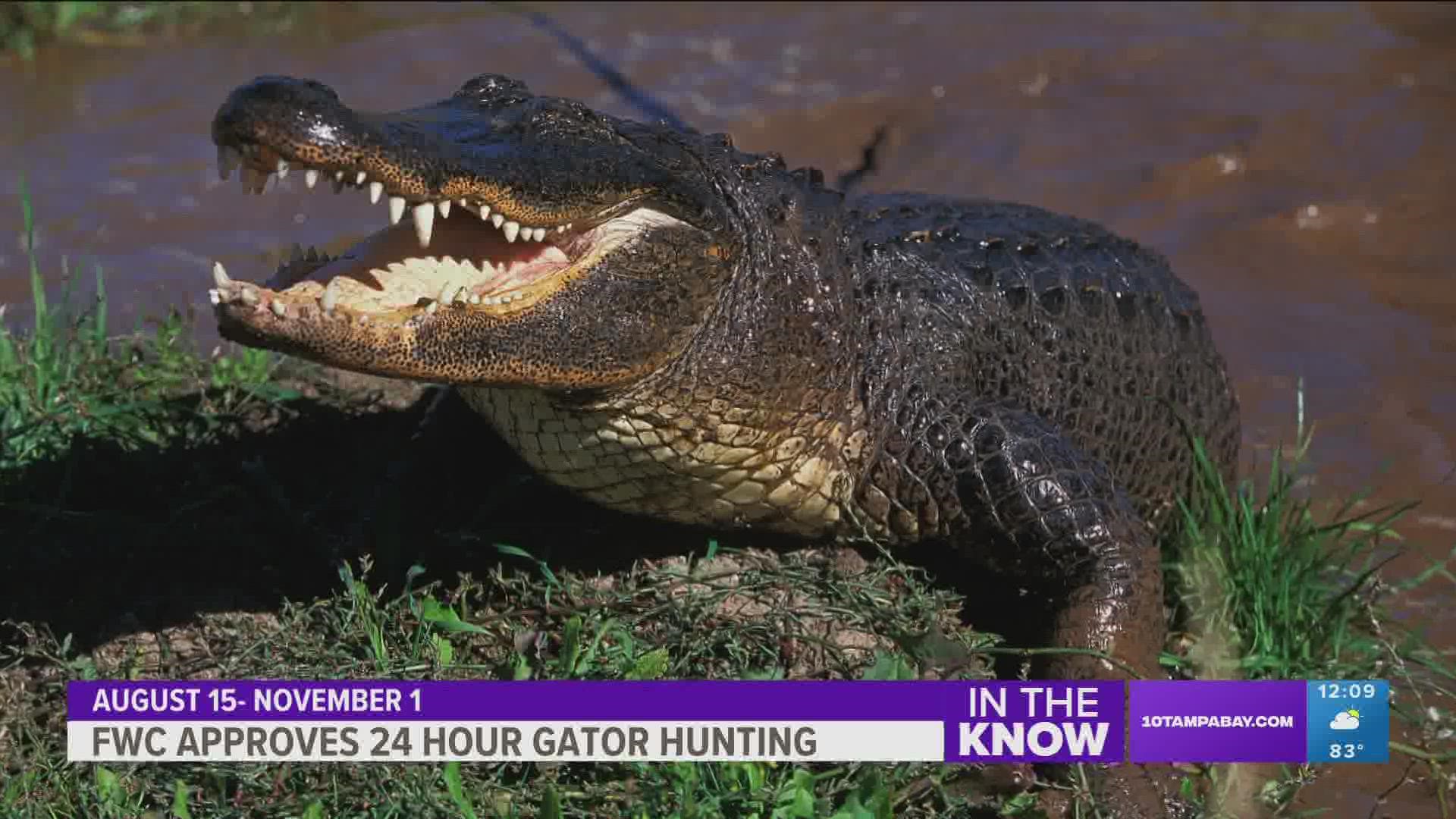 You can now hunt alligators 24 hours a day during Florida's hunting