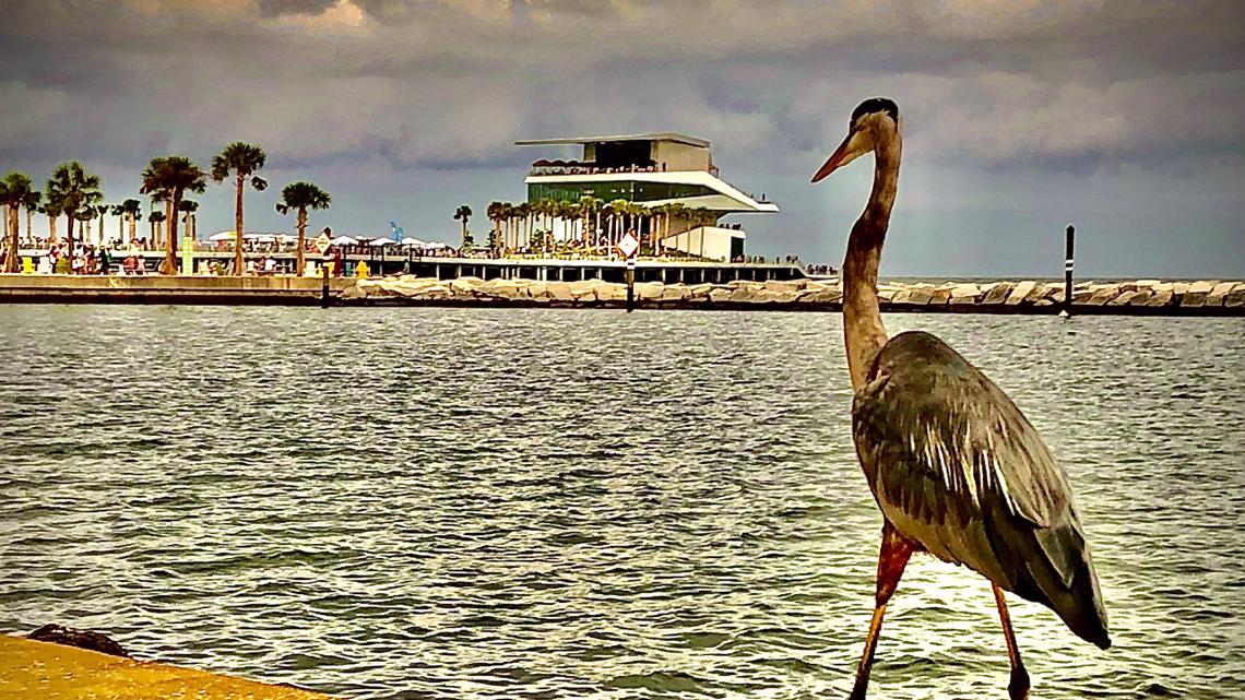 How to get a reservation for the new St. Pete Pier opening | wtsp.com