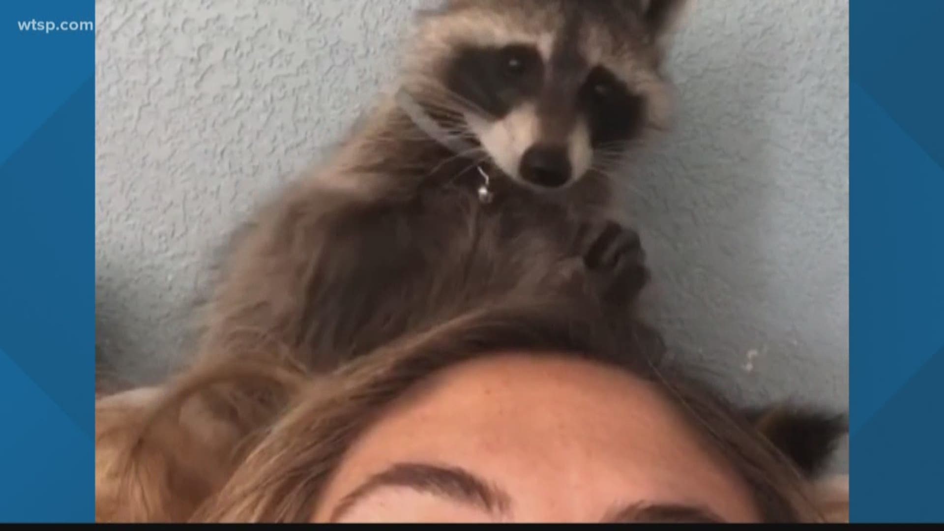 As cute and cuddly as they might seem, wild animals aren't meant to be kept indoors -- but don't tell that to this Florida family. Oscar the raccoon was abandoned by his mother and taken in as a pet. A permit was approved, but later they were told it was not valid because the raccoon didn't come from a breeder.