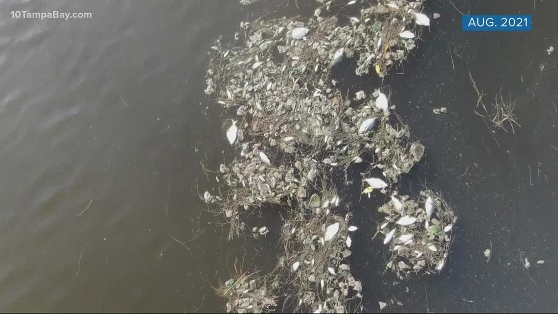 Proposed Florida budget includes $35 million to fight red tide
