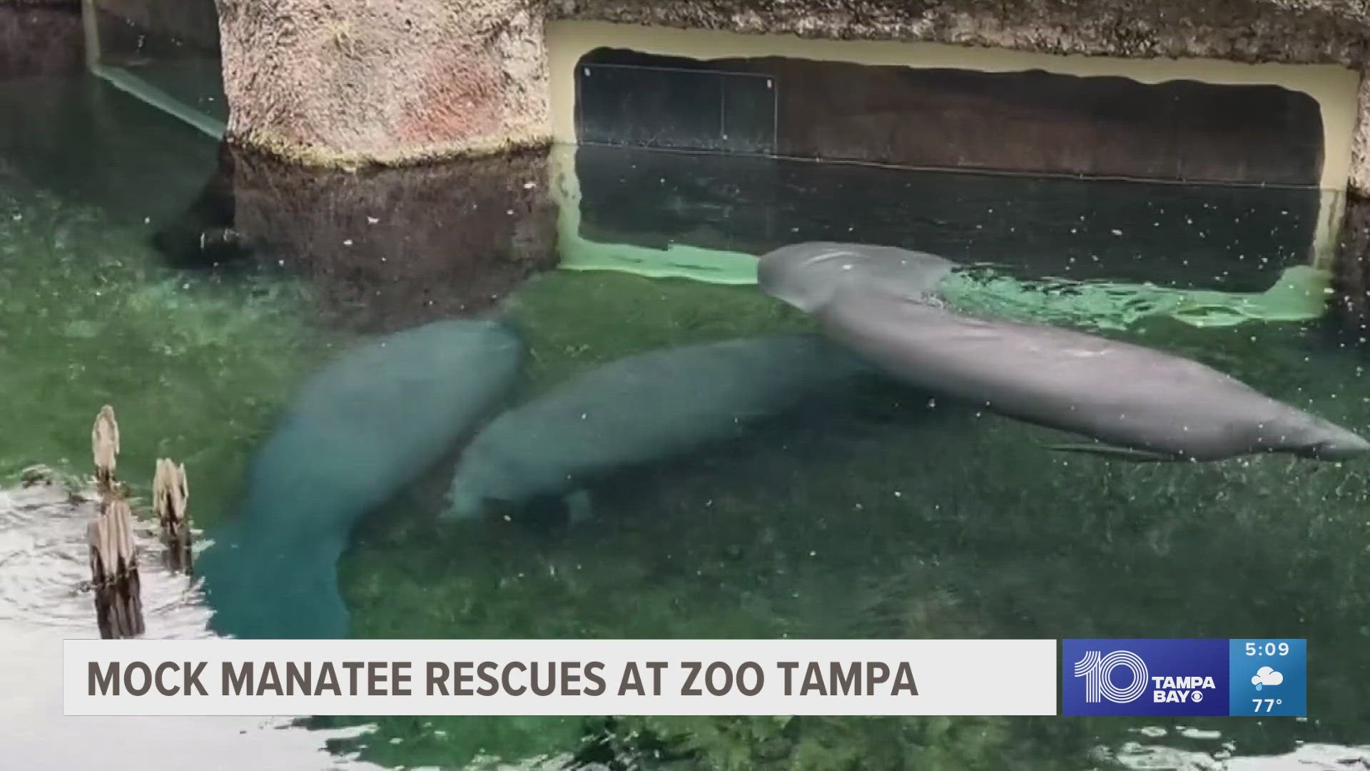 The camp students had the opportunity to see how manatee rescues happen using stuffed animals.