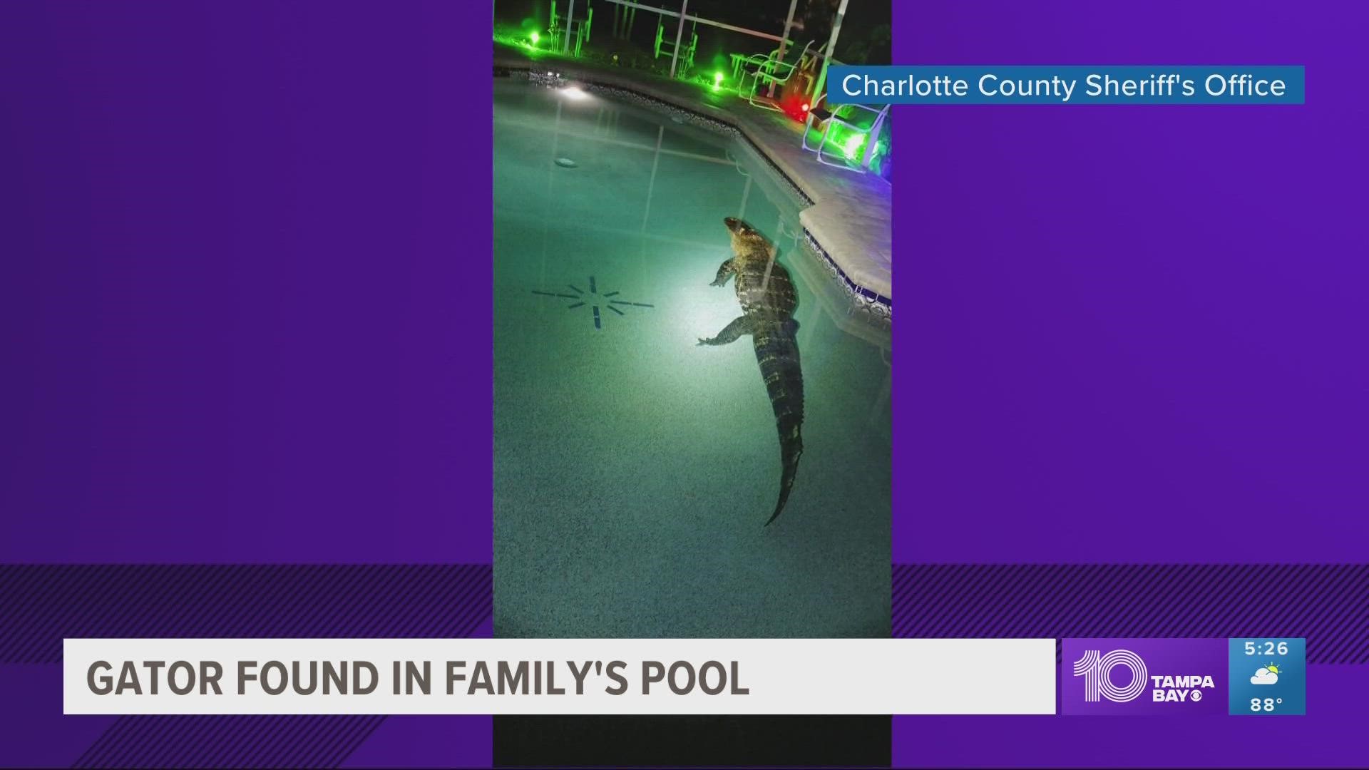 One family in Charlotte County woke up to some loud noises on their lanai and walked outside to find an unexpected guest taking a dip in their pool.