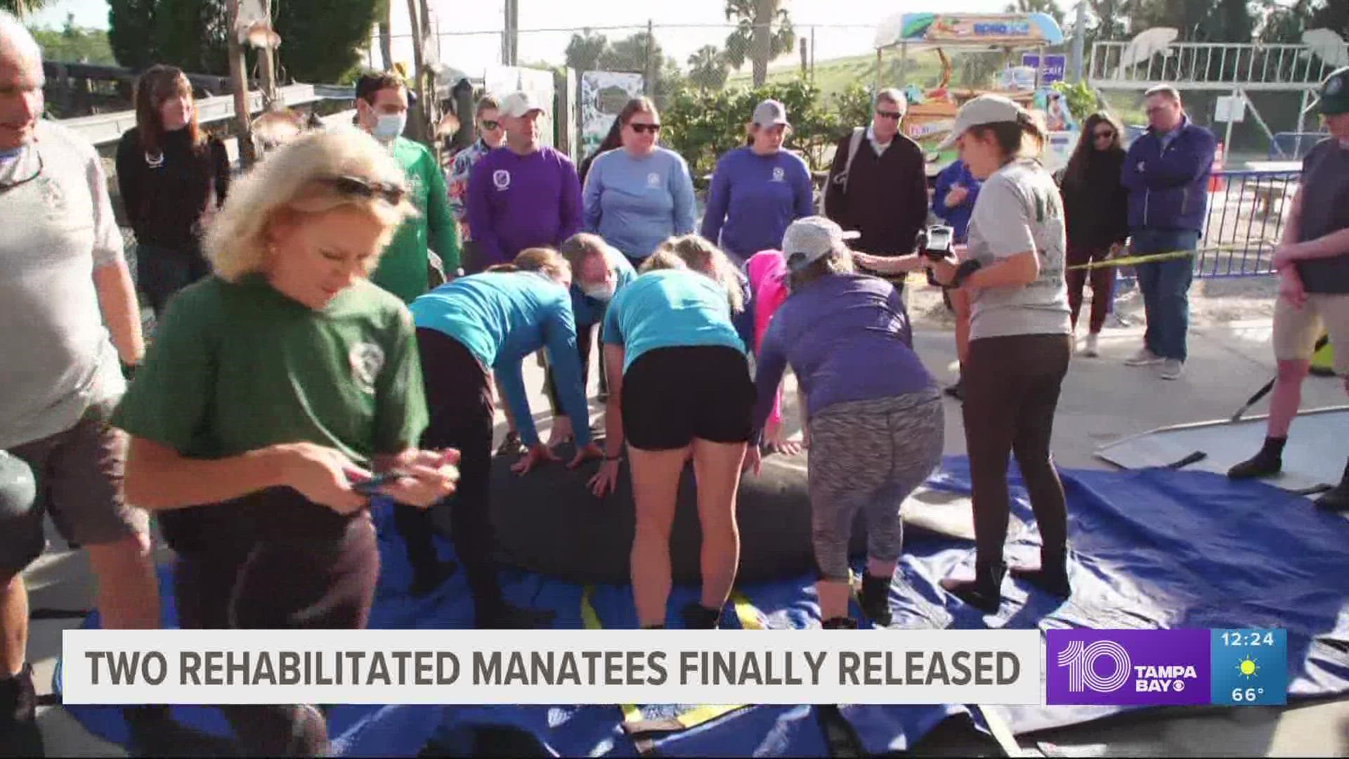 The two young manatees received round-the-clock care at ZooTampa's David A. Straz, Jr. Manatee Critical Care Center.