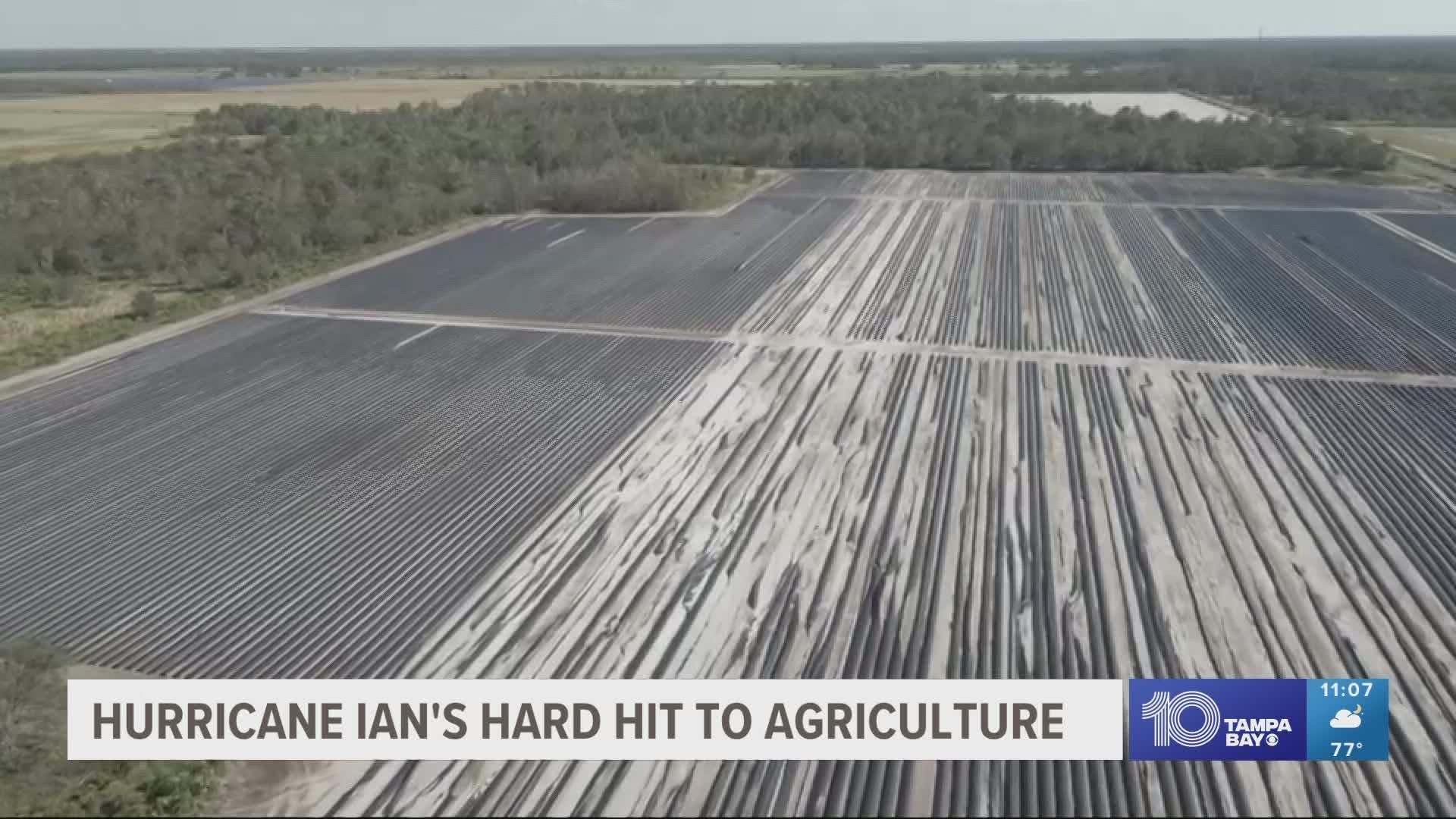The Florida Department of Agriculture estimates Hurricane Ian damages to the state's agriculture is as high as $1.8 billion.