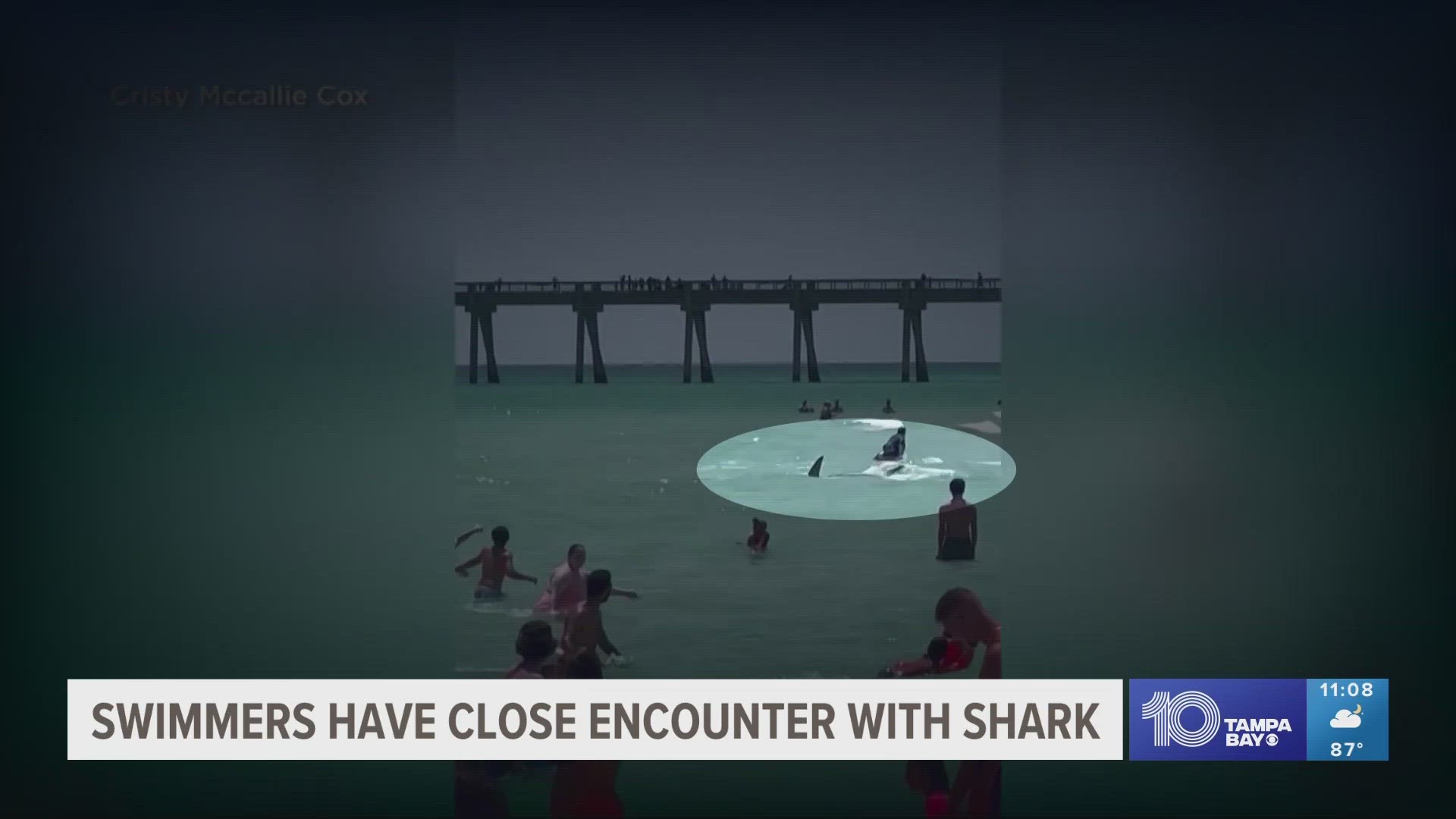 The shark can be seen swimming right between people near the shore.