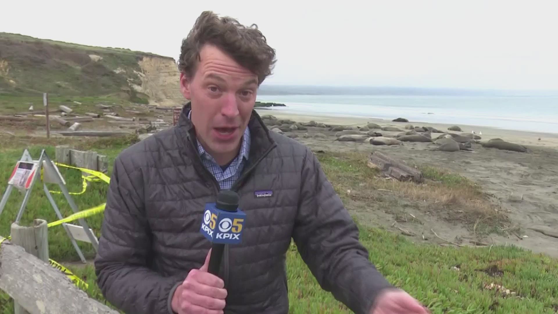 Park officials at Drakes beach typically keep the seals at bay by annoying them with blue tarps.