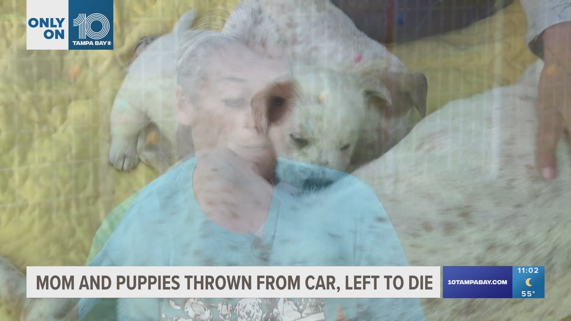 McNeely Farmily Rescue & Sanctuary says it happened last Thursday on Valroy Road in Wimauma, a place that's notorious for dumping.