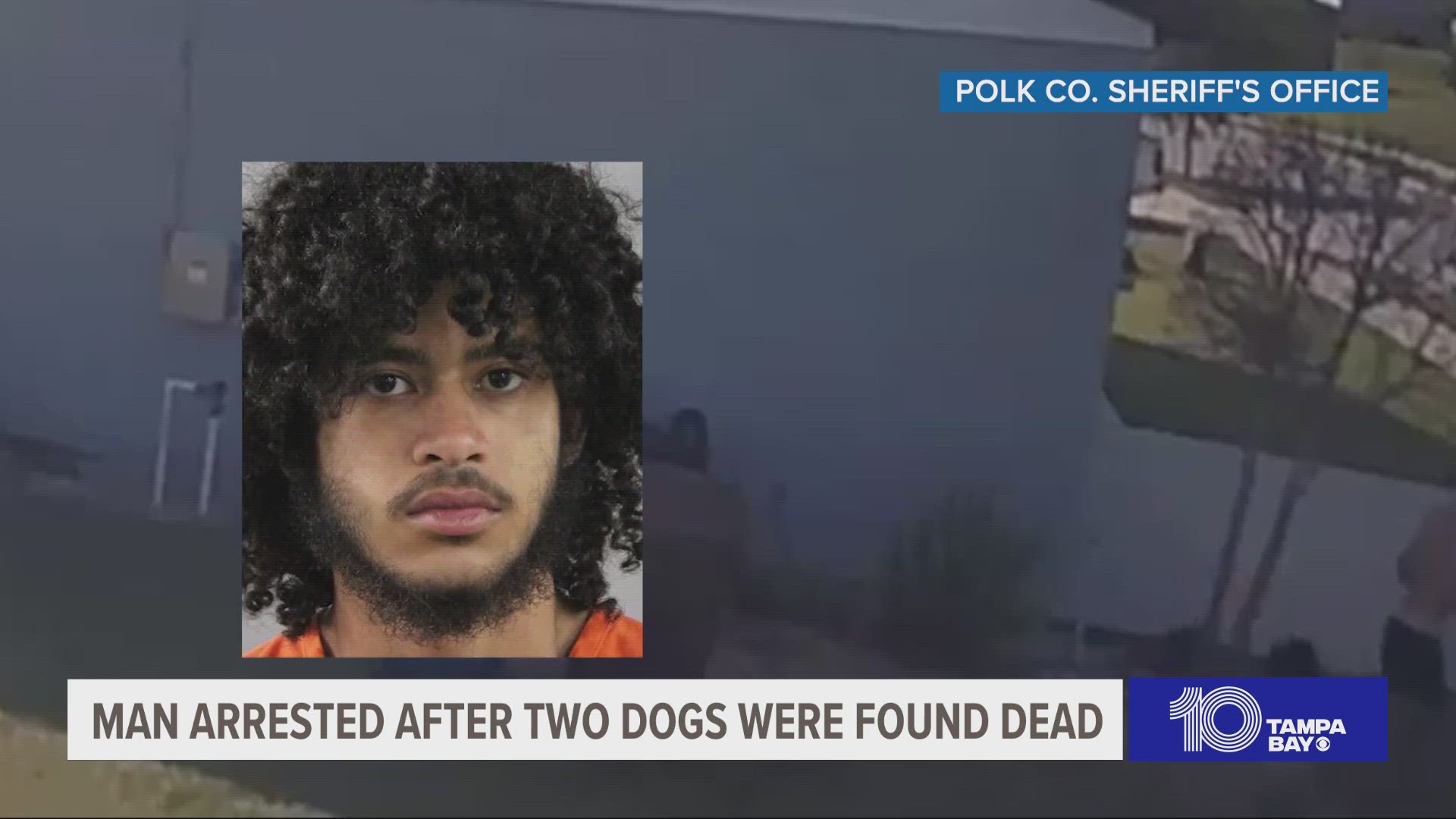 Two dogs were found dead near a pond in Haines City with several puncture wounds from a sharp object, a Polk County Sheriff's Office news release said.
