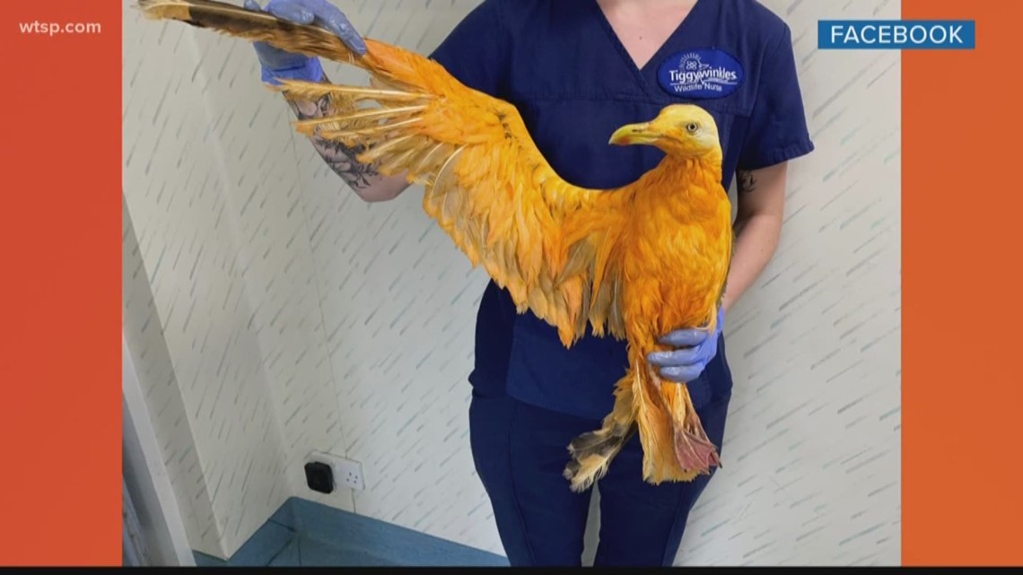 Seagull dyed bright orange after being covered in curry