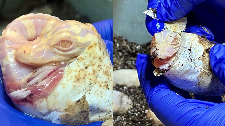 Rare albino alligator babies hatched at Wild Florida