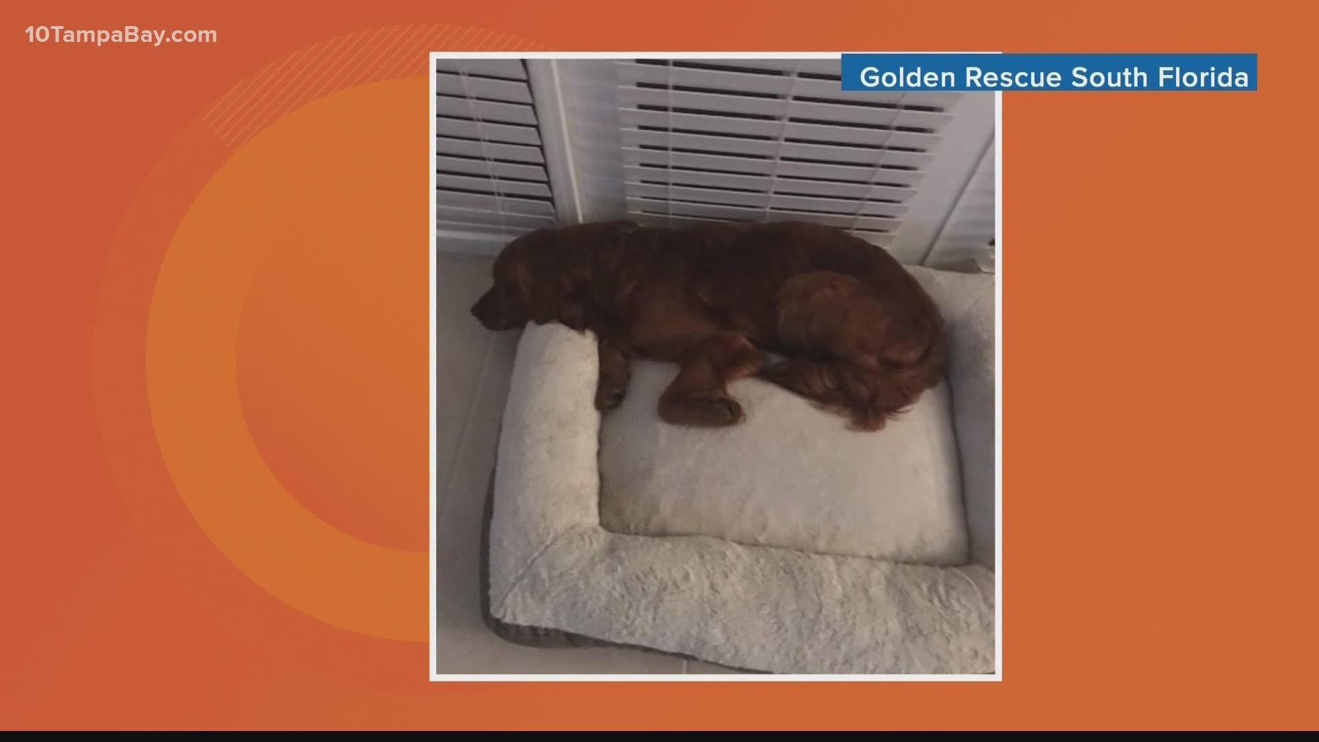 Golden Rescue South Florida Saves 20 Dogs From China Wtsp Com