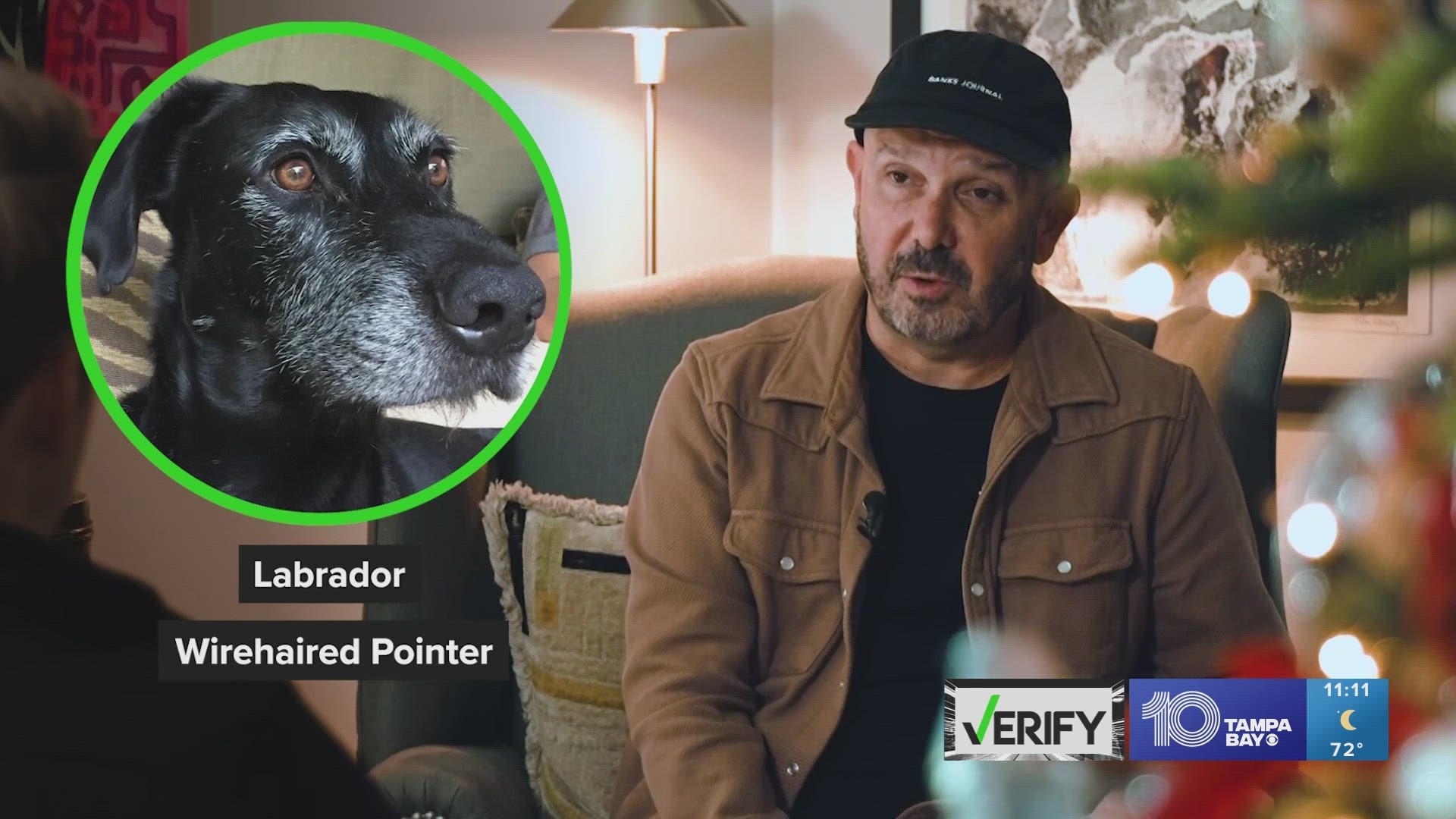 VERIFY put three dog DNA companies to the test to figure out if they can identify your dog’s breed as accurately as they say.