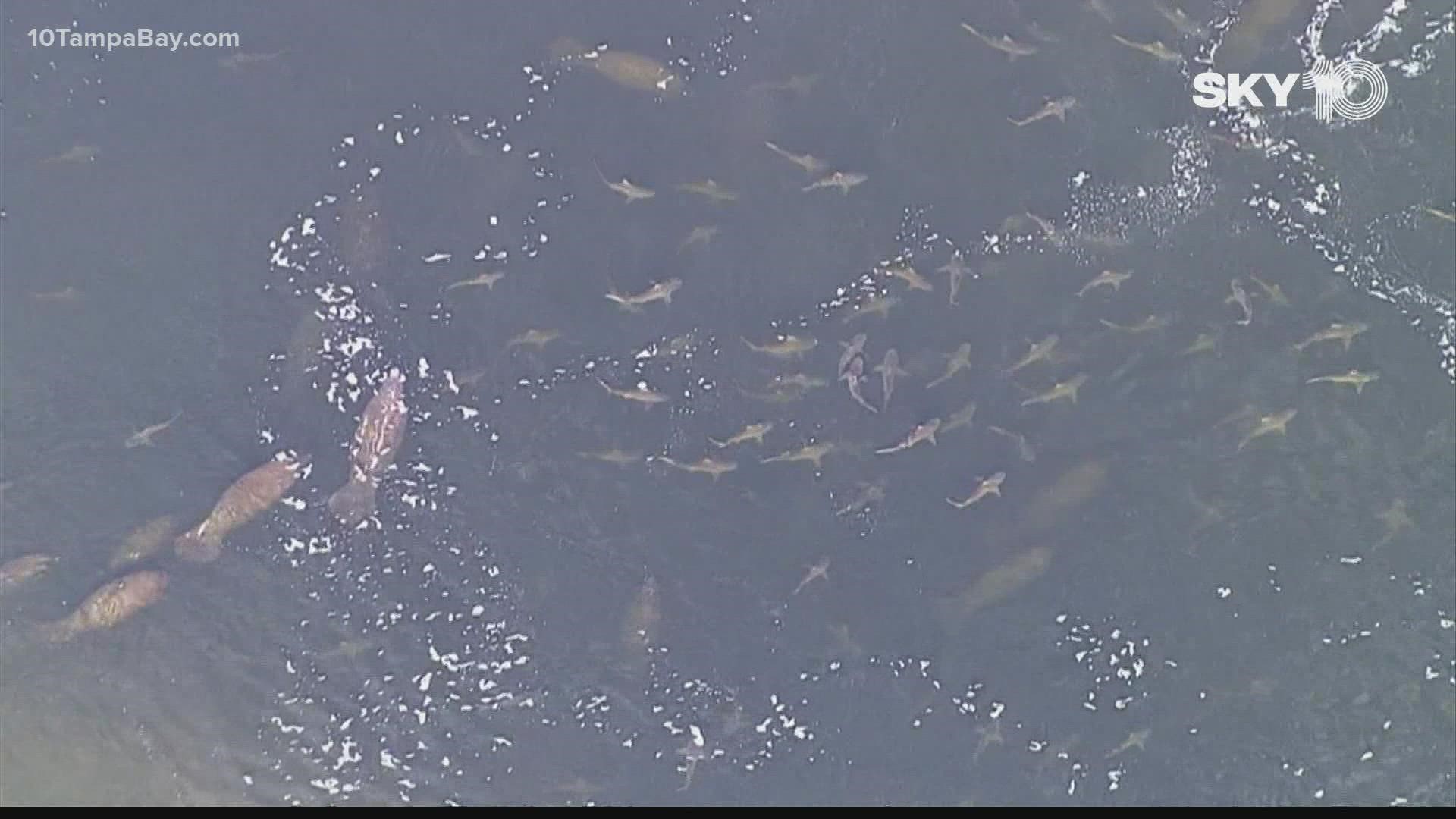 You know it's cold in Florida when the manatees start hanging around TECO Big Bend Power Station.