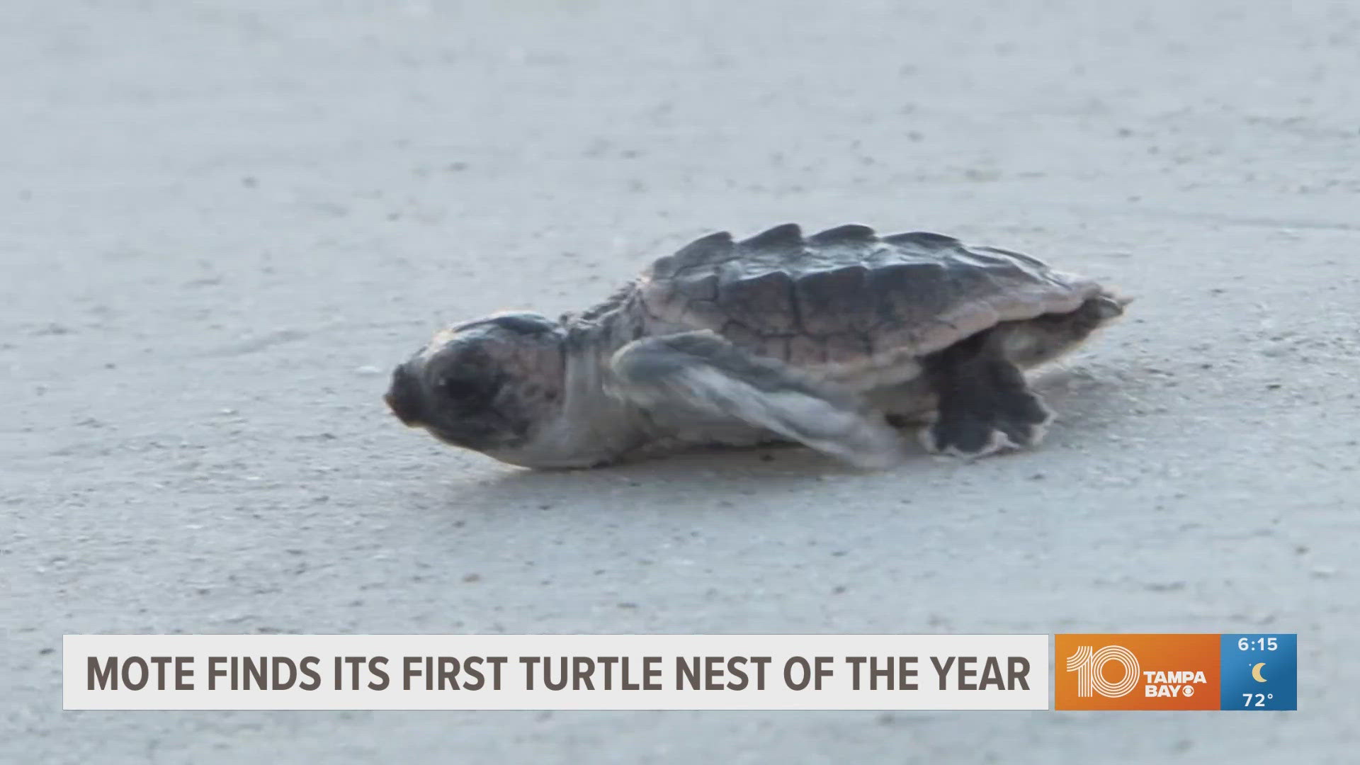 The official start of turtle nesting season is May 1.